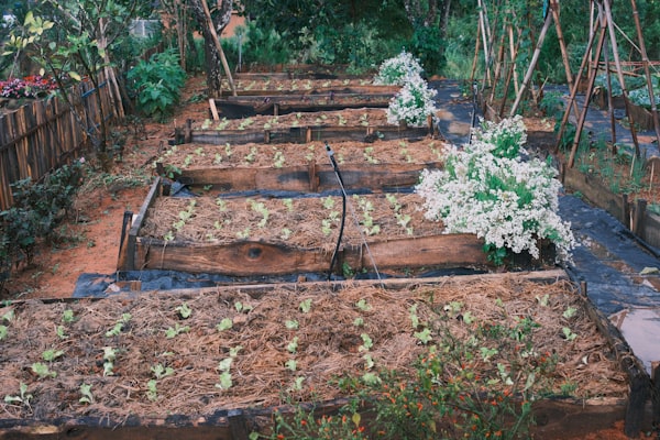 Potager en carrés surélevés