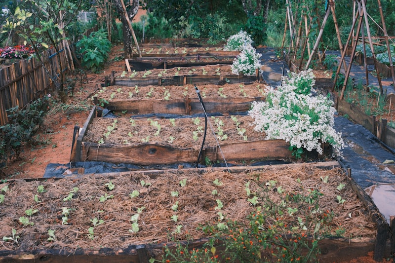 Potager sur mesure avec légumes et bacs surélevés