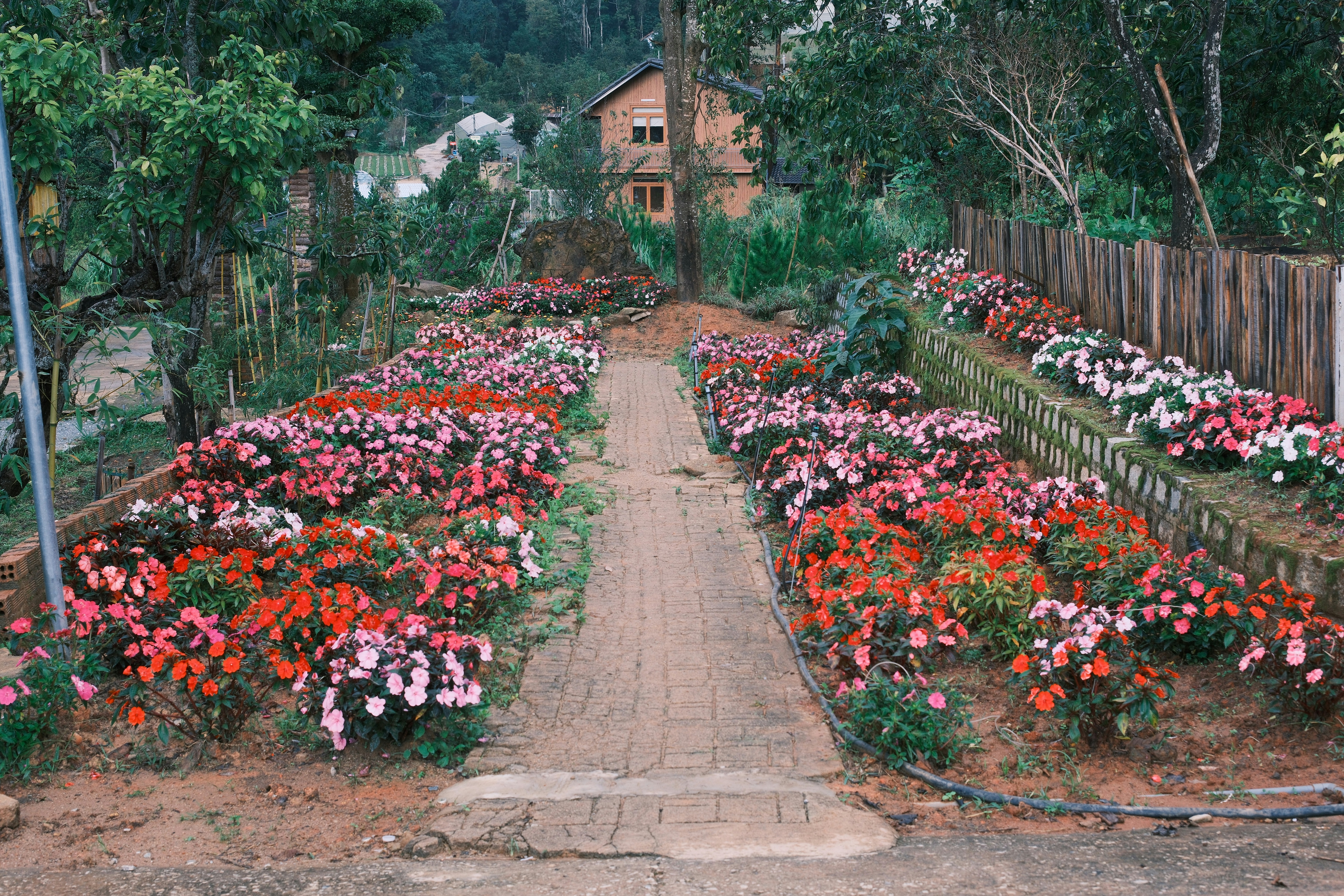 A pathway through a garden with colorful flowers