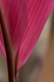 Close-up of a vibrant pink leaf with visible veins.