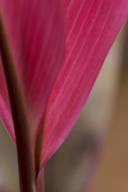 Close-up of a vibrant pink leaf with visible veins.