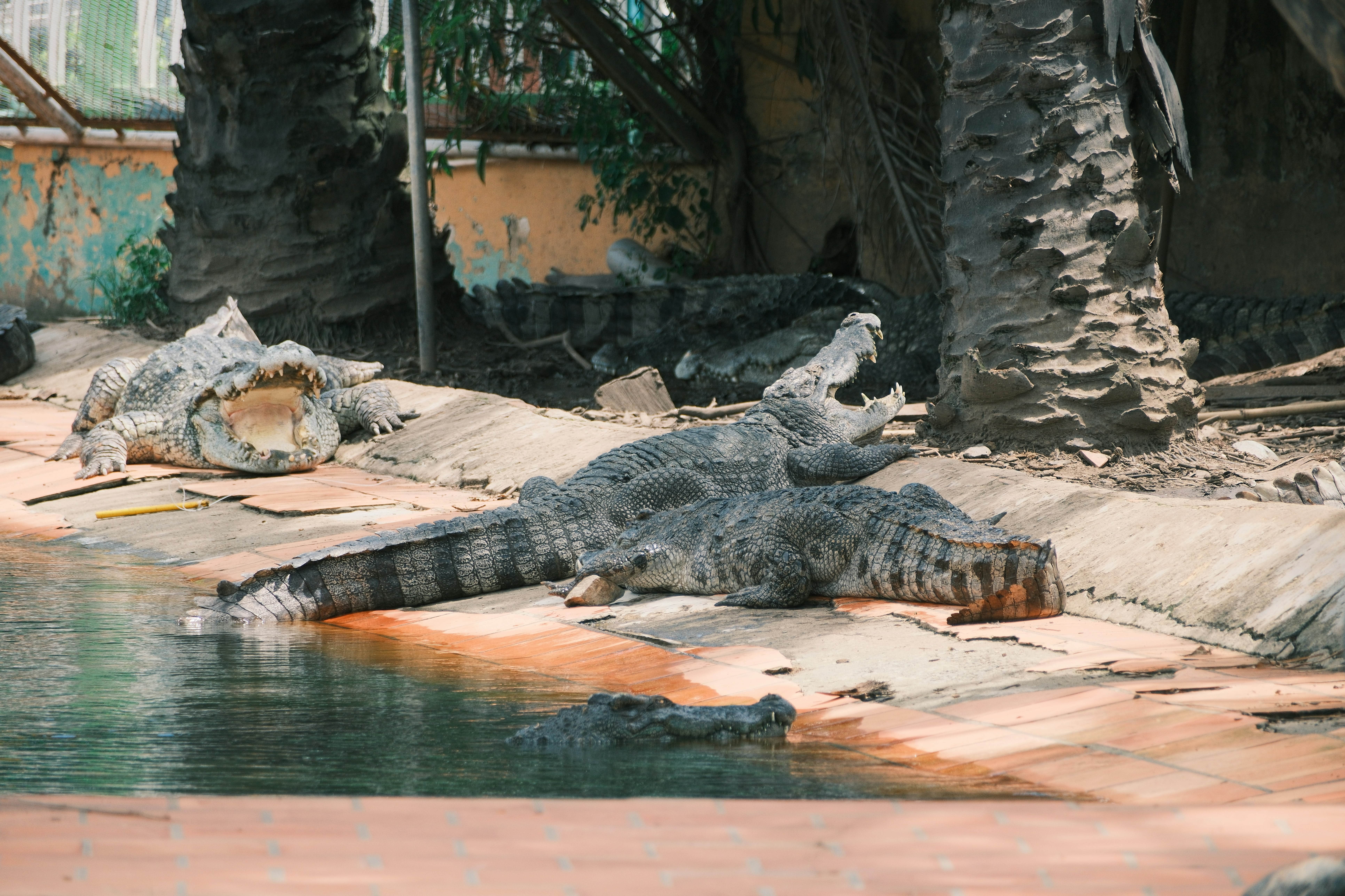 Maine Coon géant : le chat viral qui affole les réseaux sociaux