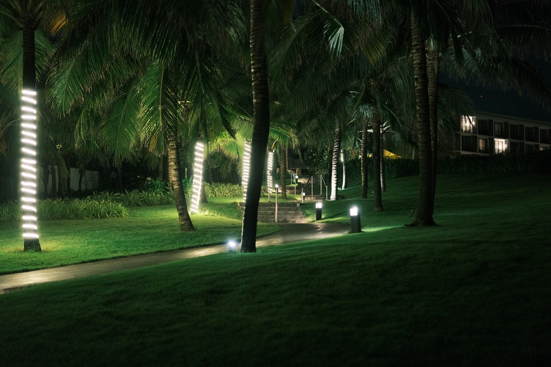 Palm trees and pathway illuminated at night