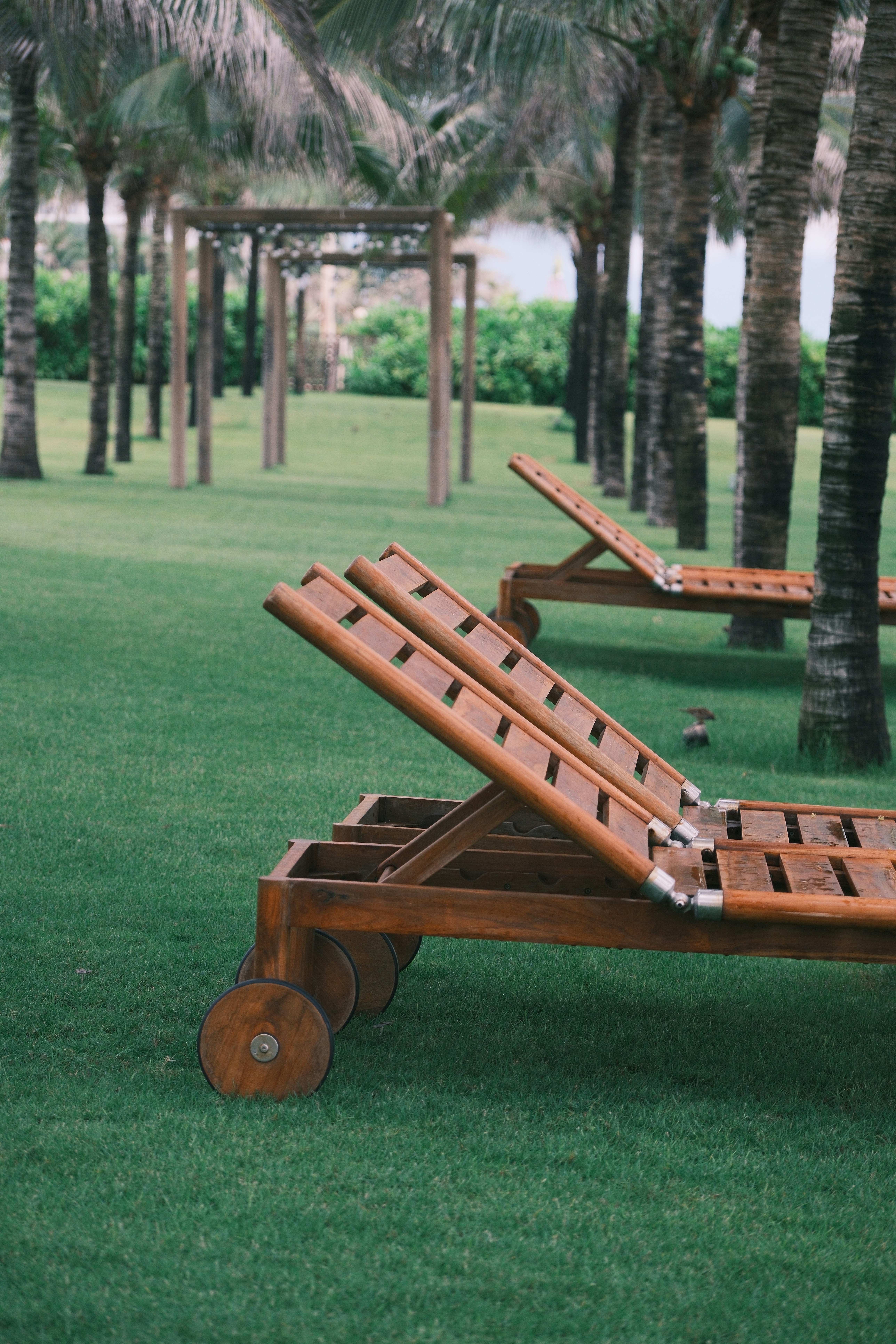 Two wooden lounge chairs on green grass with palm trees.