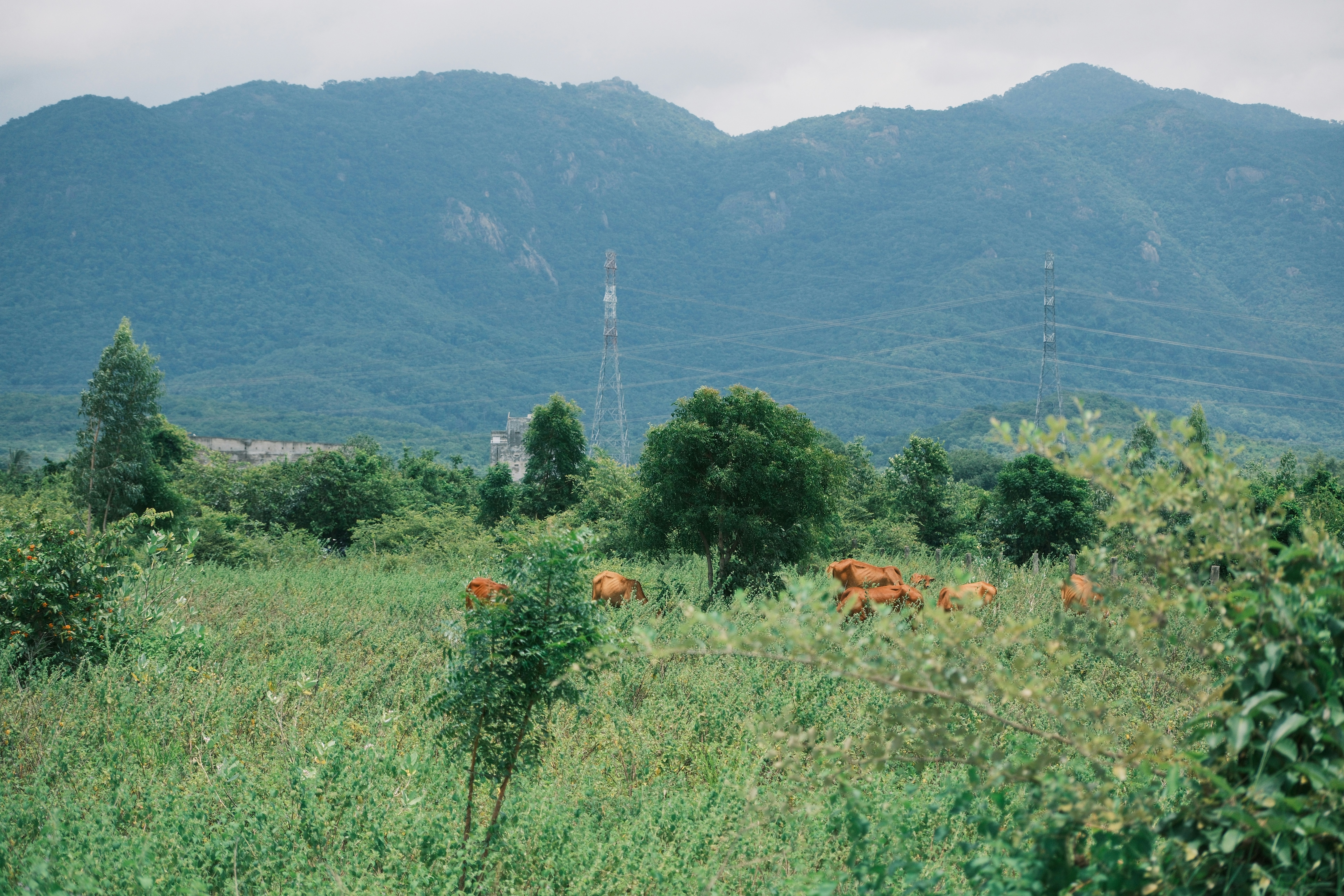 Cows grazing in a field with mountains behind.