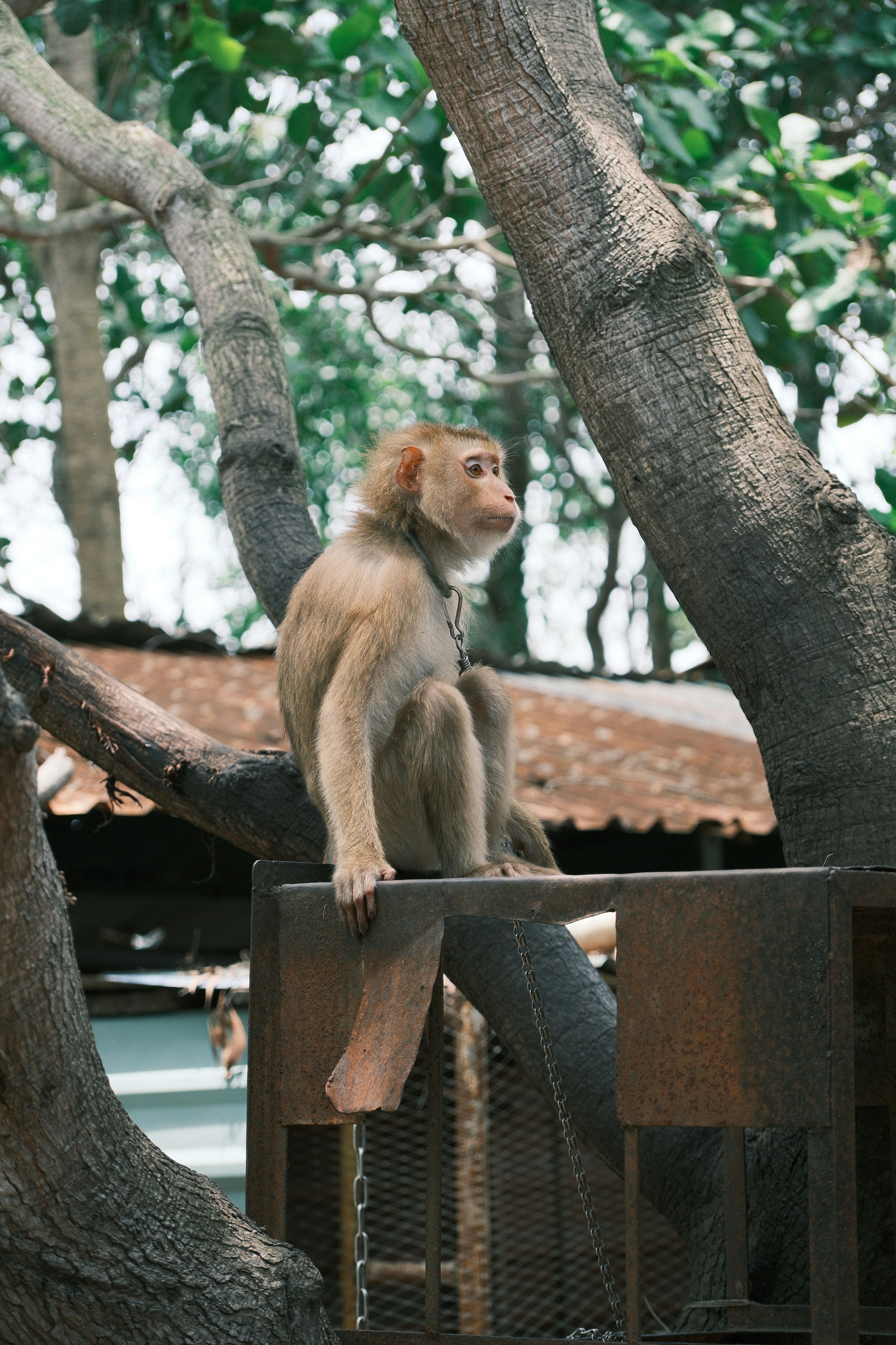 A monkey sits on a metal structure in trees.