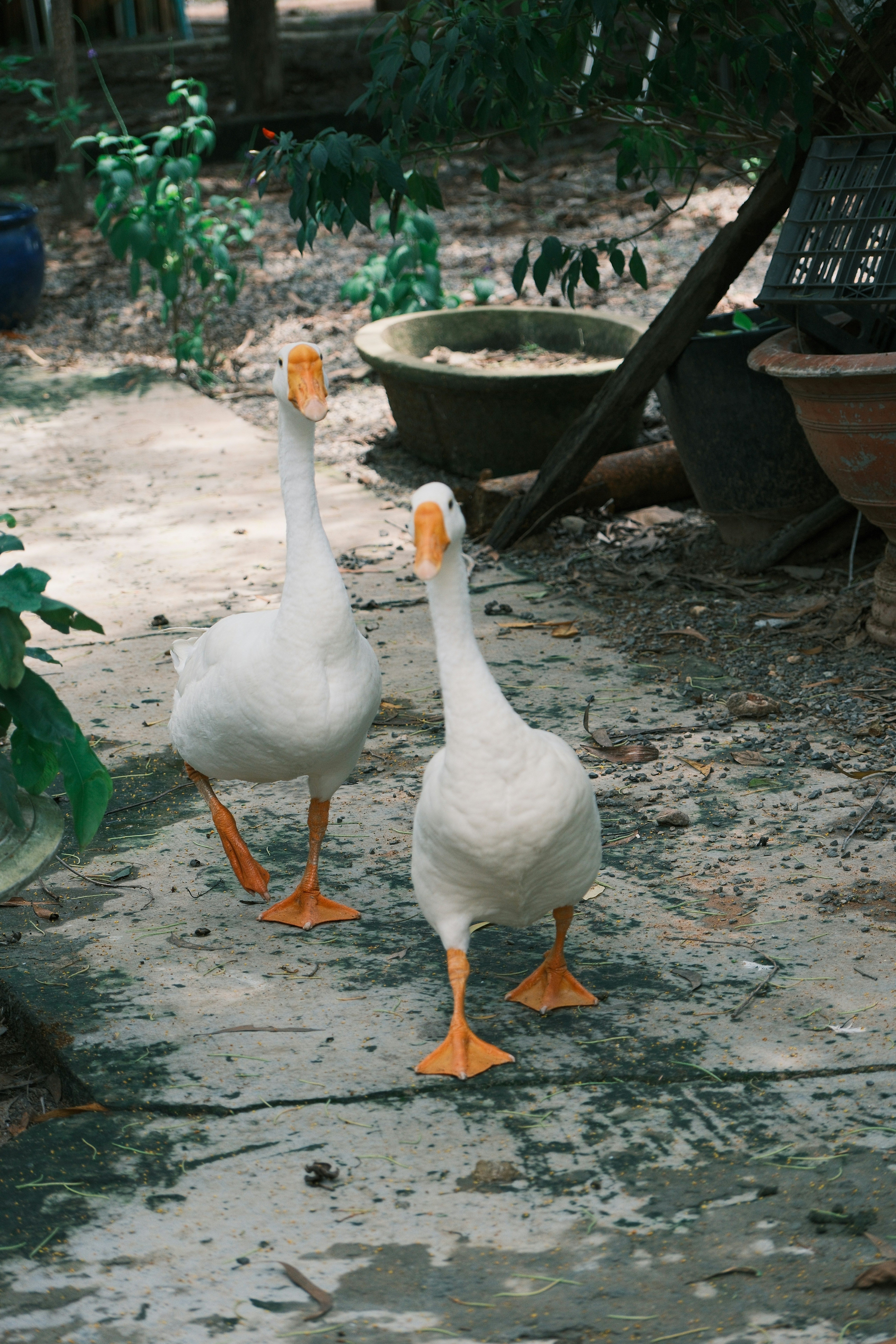 Two white geese walk on a concrete path.