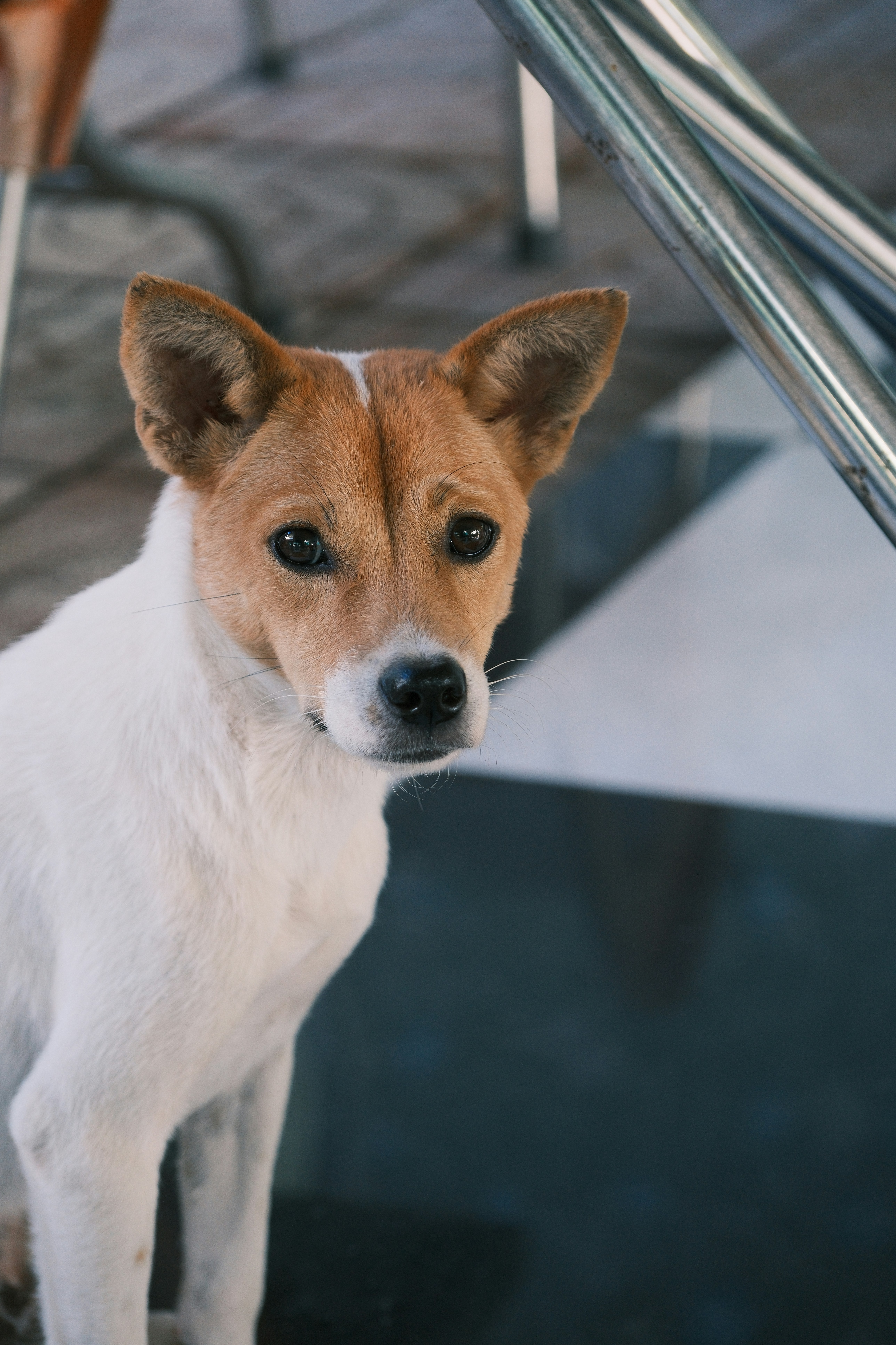 A small dog with white and brown fur sits attentively.