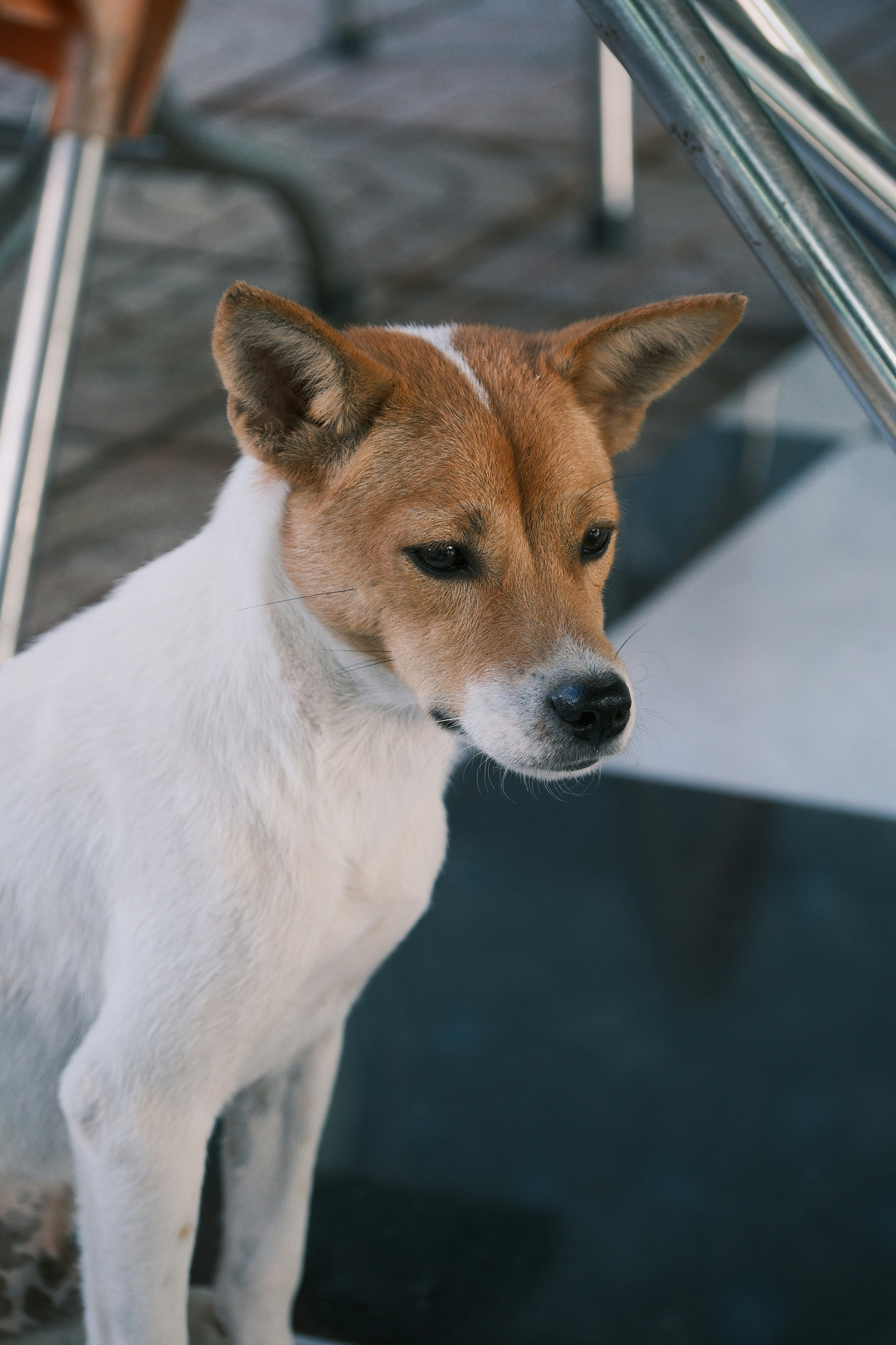 A tan and white dog sits attentively.