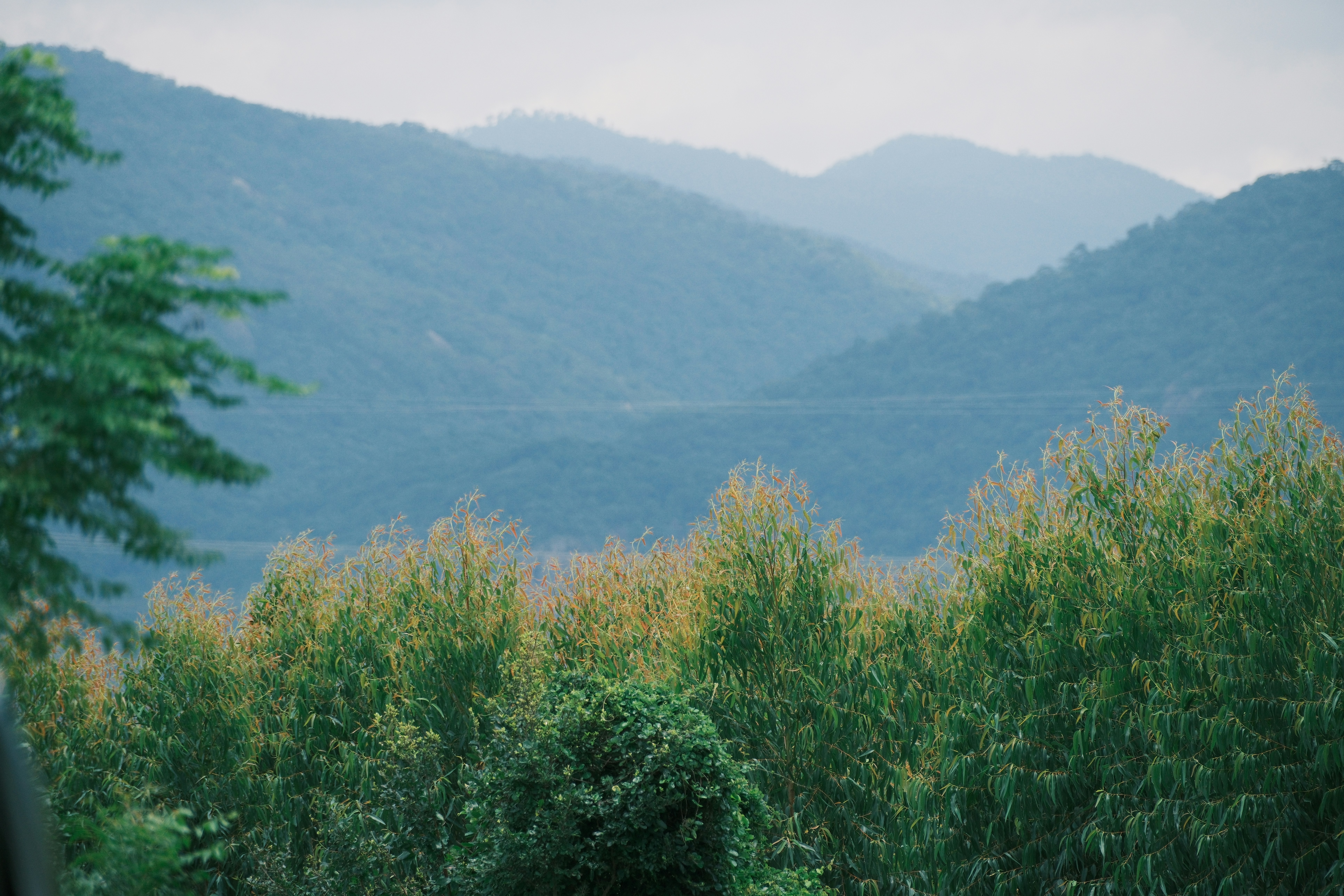 Rolling hills and trees under a hazy sky