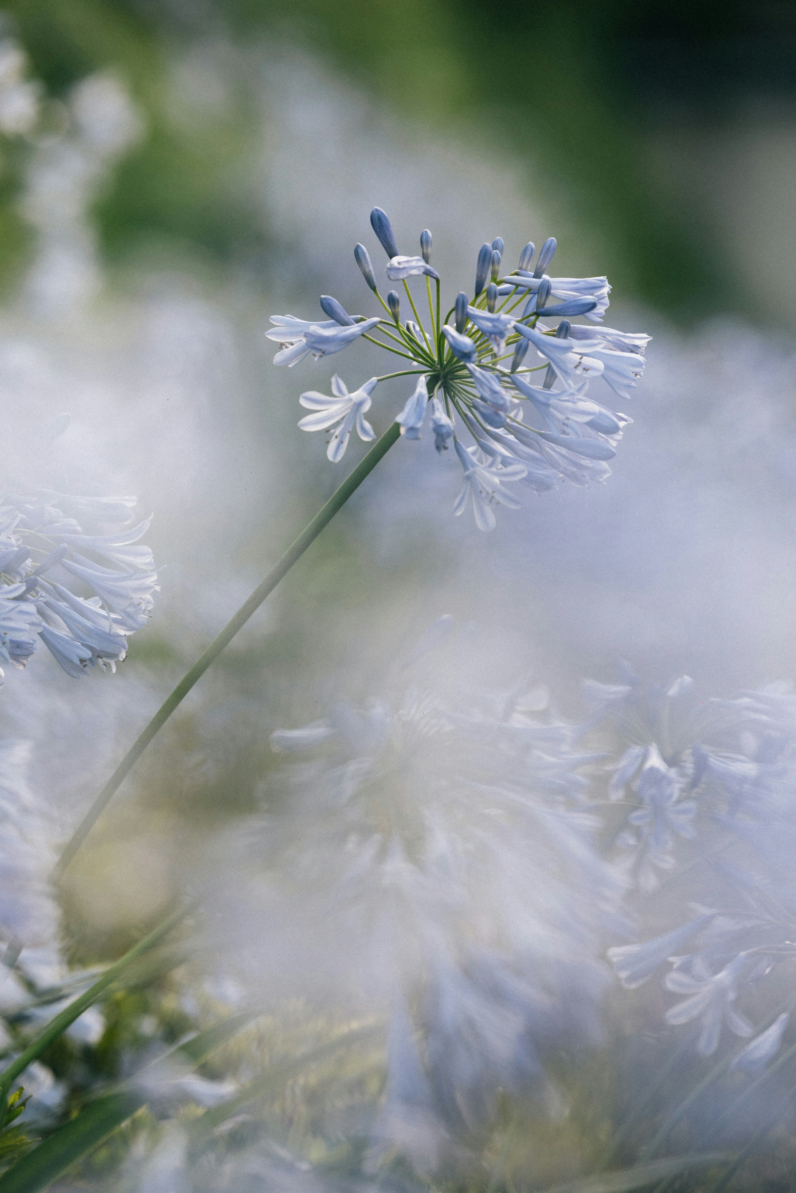 Photo by tsuyoshikozu