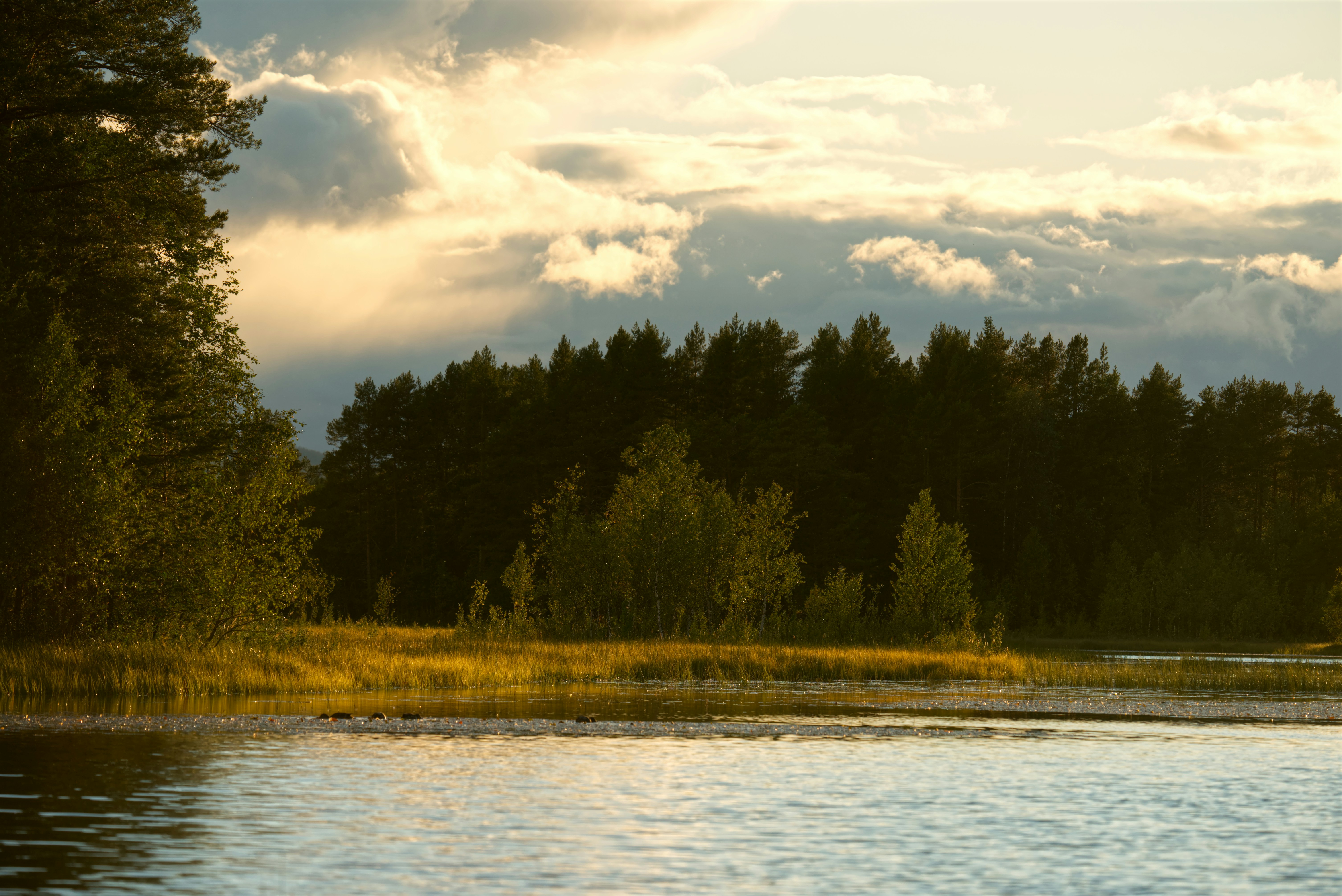 Golden hour light over a serene lake and forest.