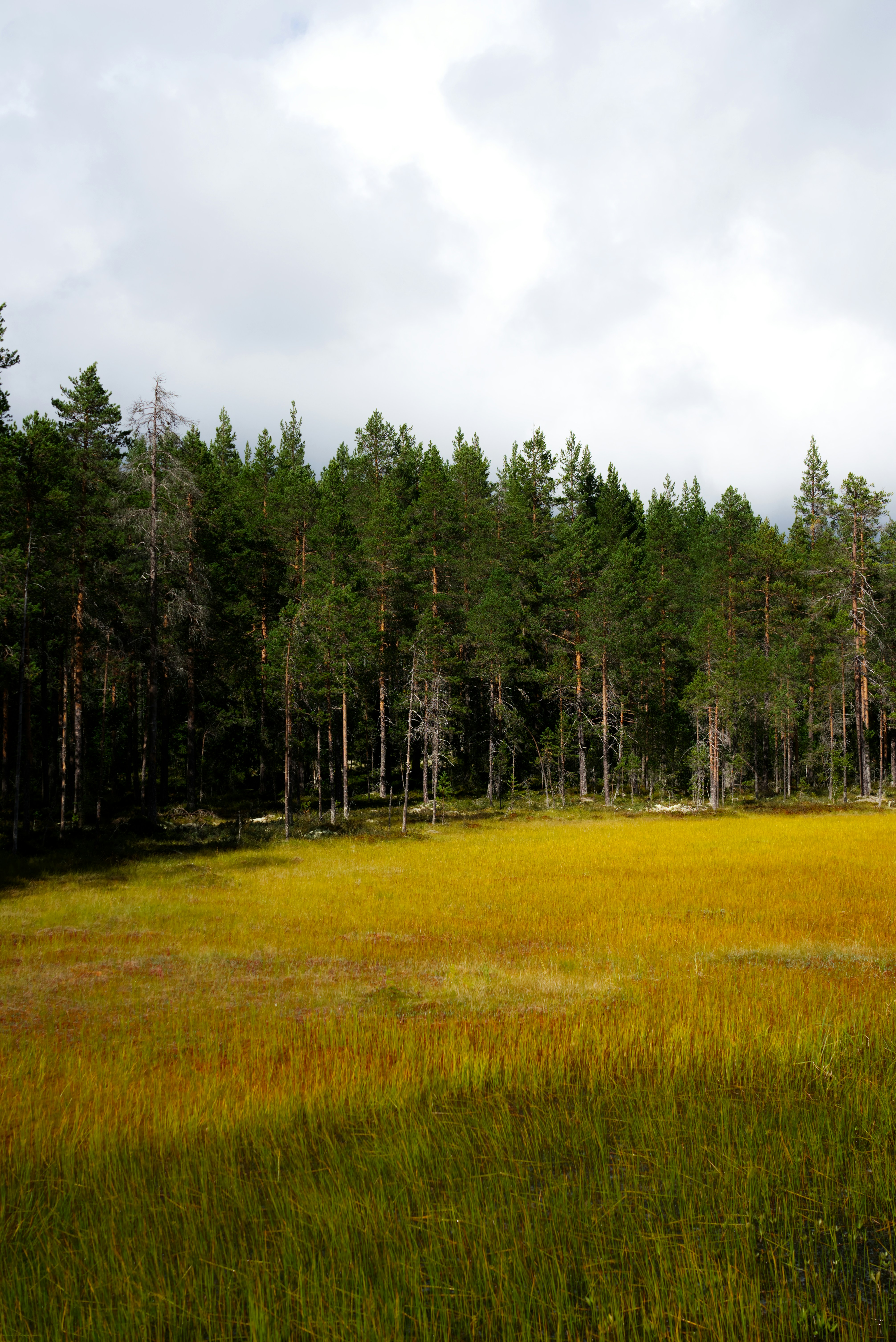 Pine forest borders a vibrant golden marshland under cloudy sky.