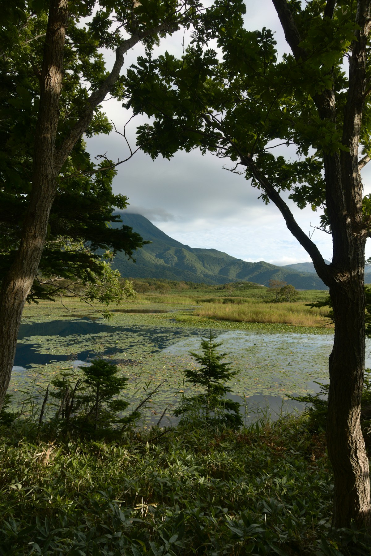 知床五湖の原生林