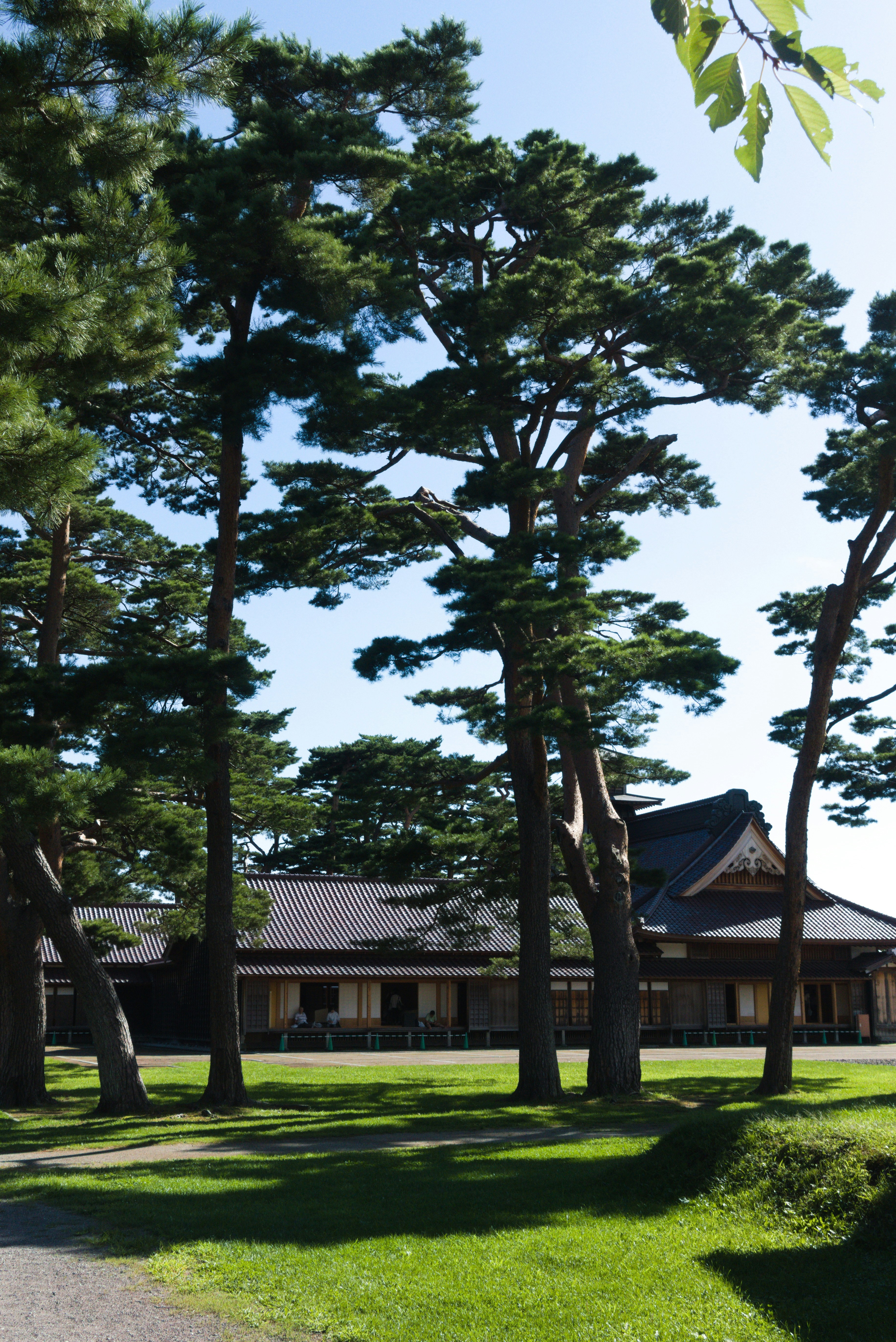 Tall pine trees in front of a traditional japanese building.