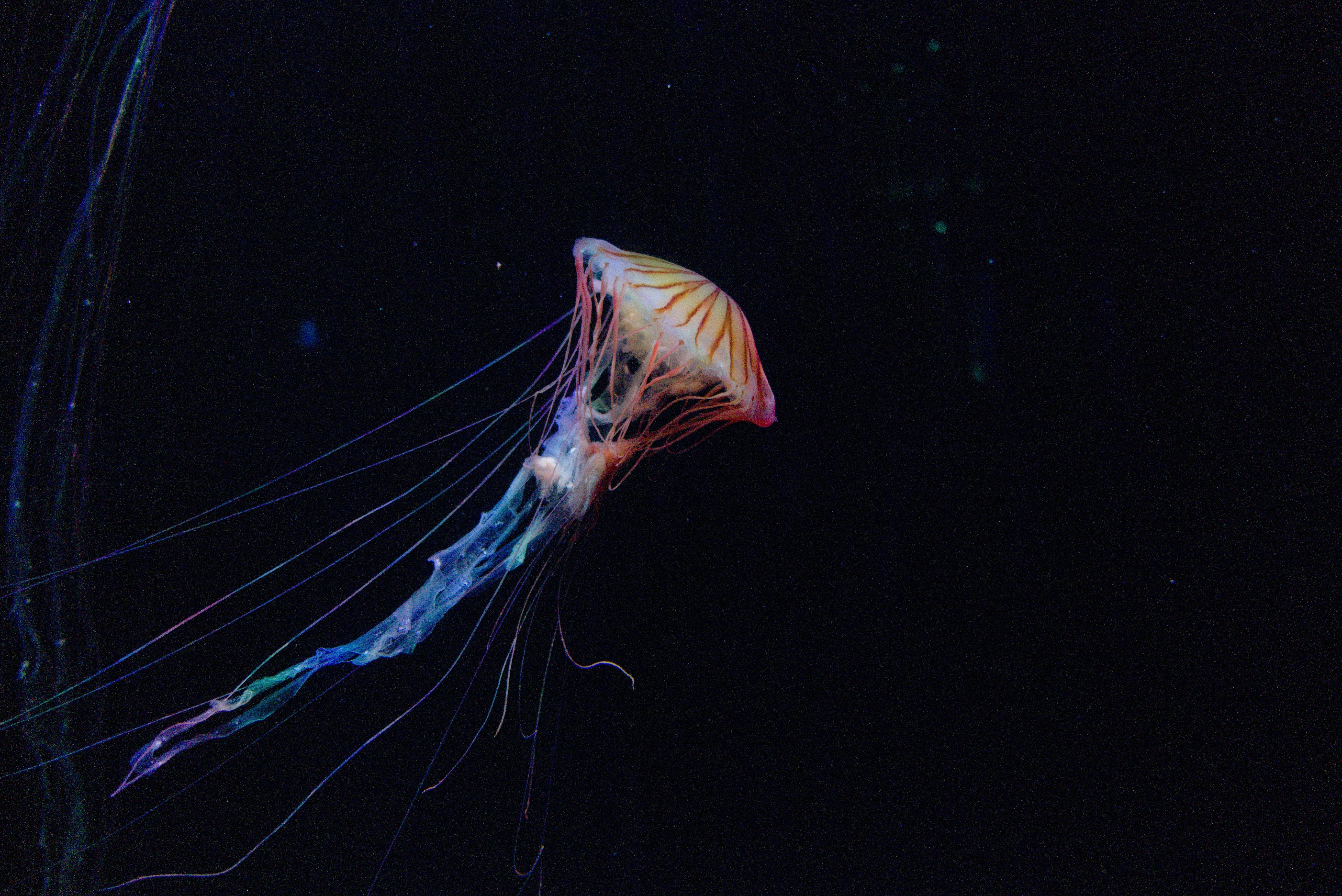 A colorful jellyfish drifts in dark water.