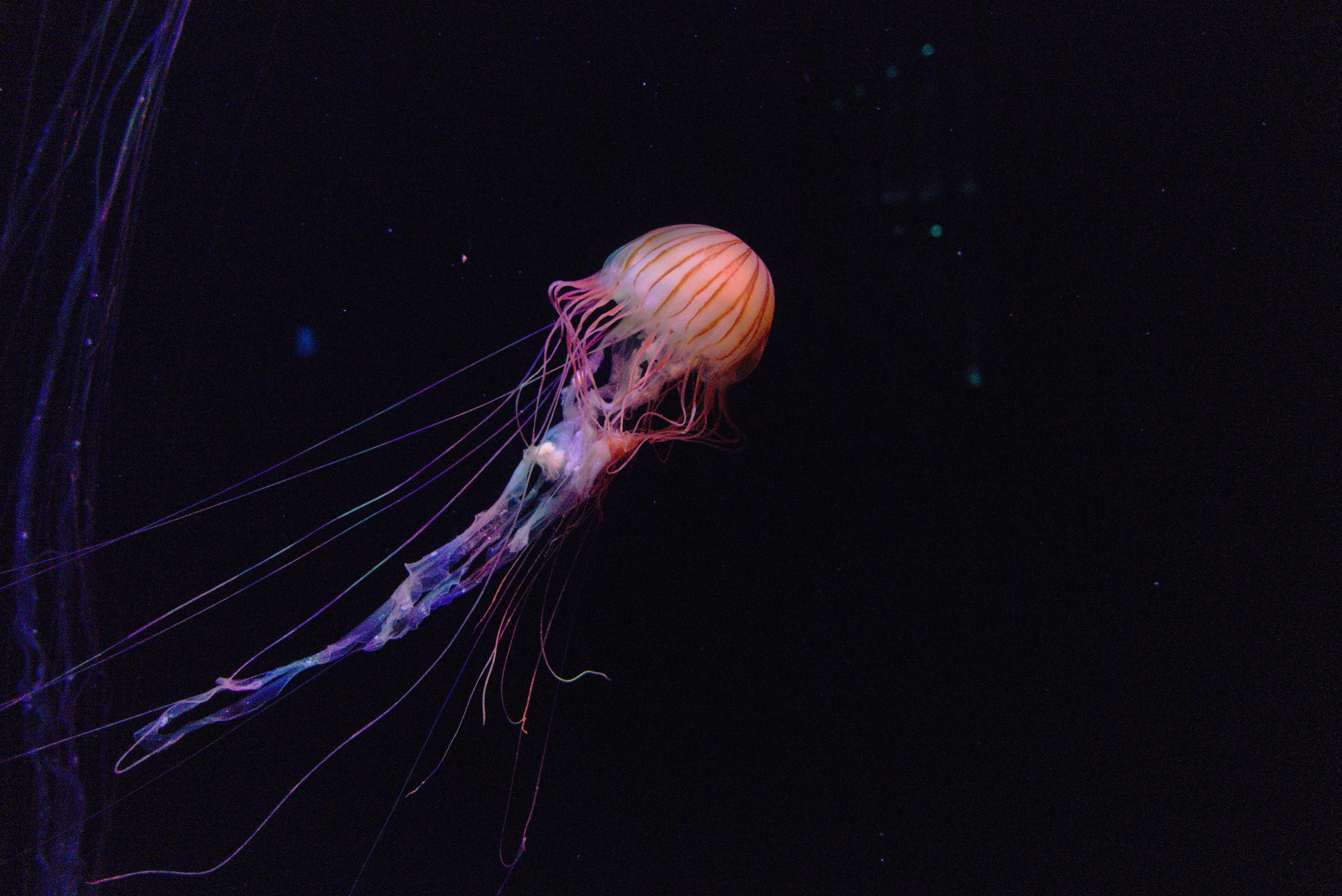 A bioluminescent jellyfish floats in dark water.