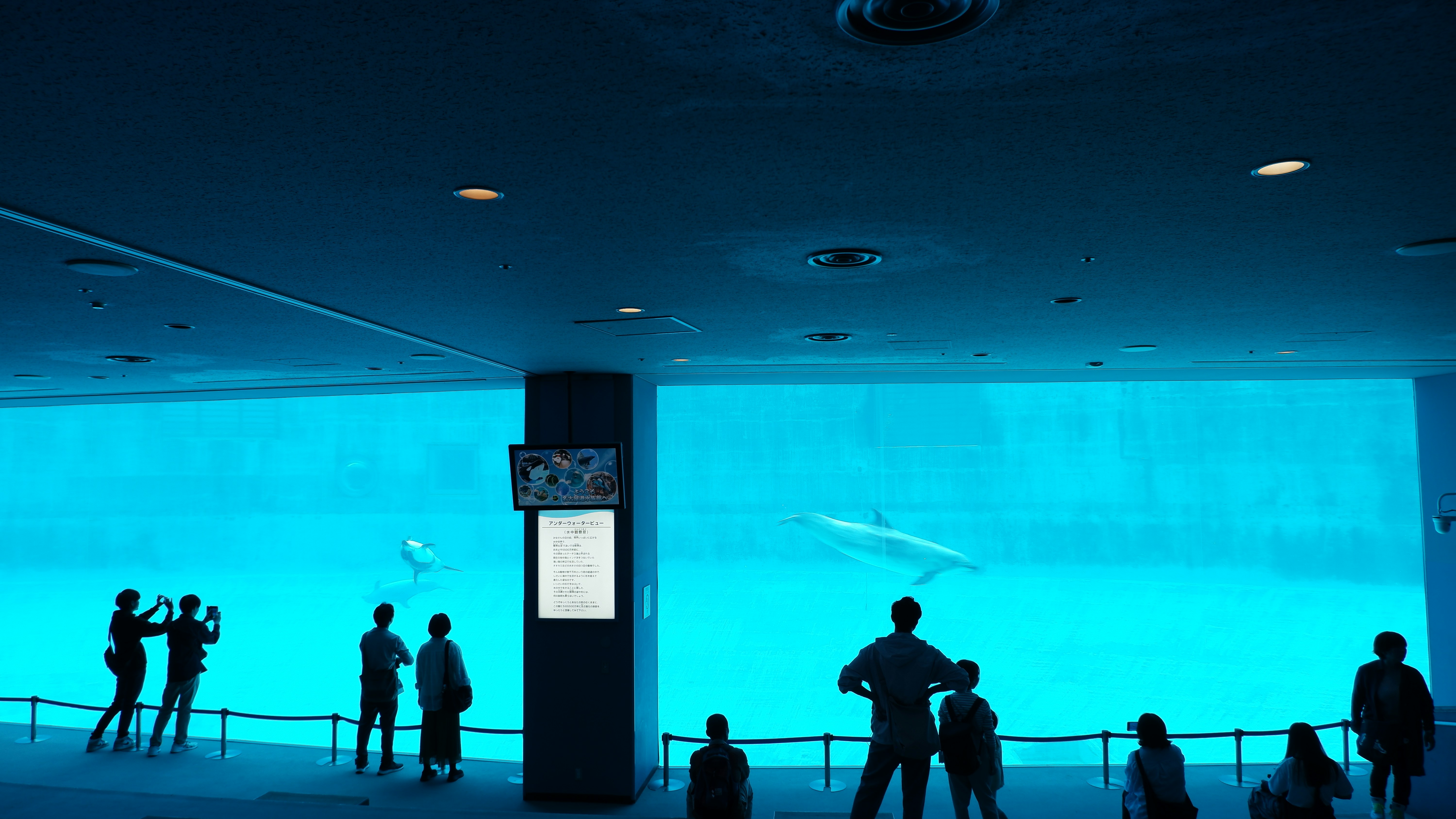 People watch dolphins swim in a large aquarium tank.