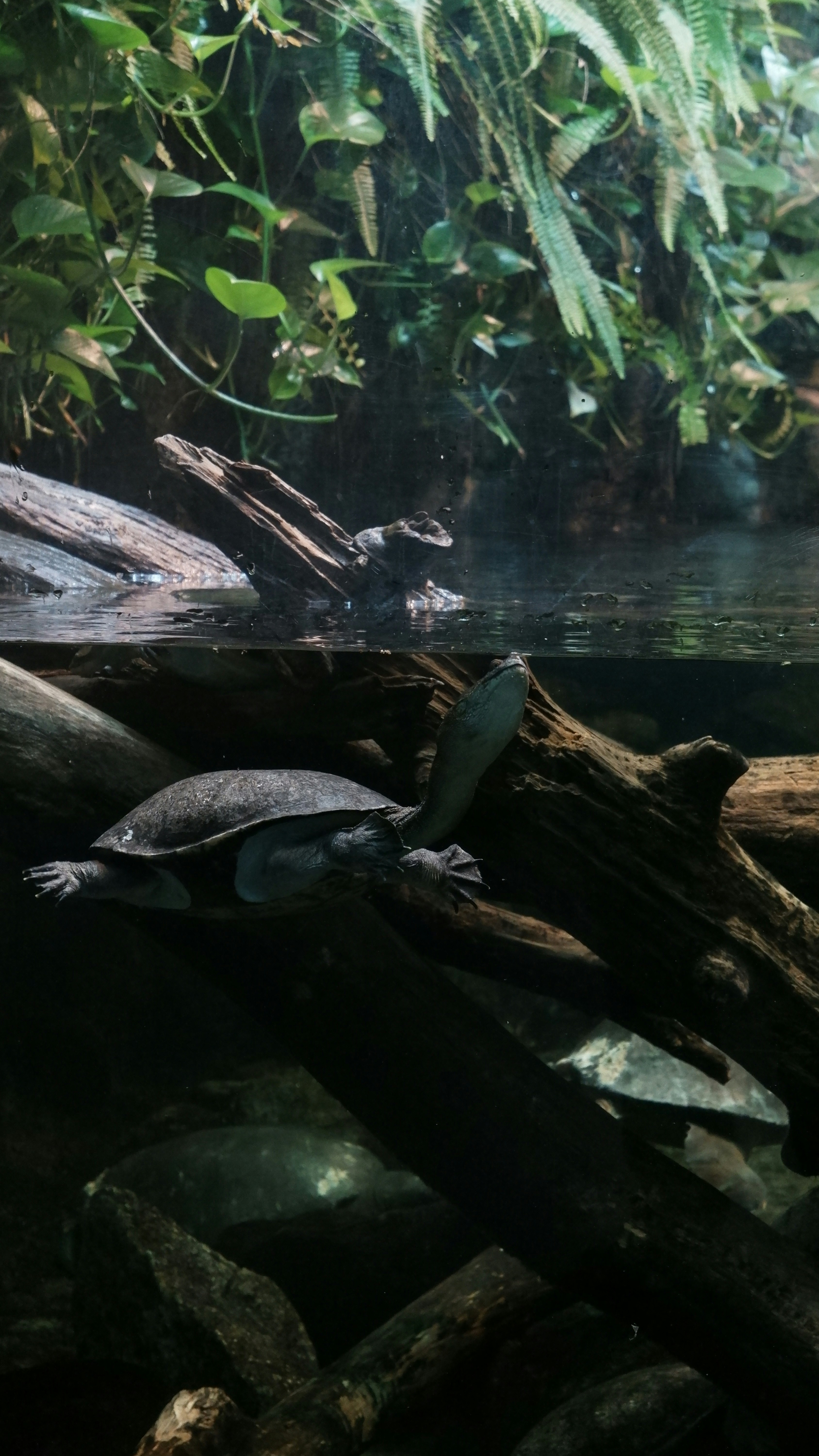 Turtle swimming among logs in dark water