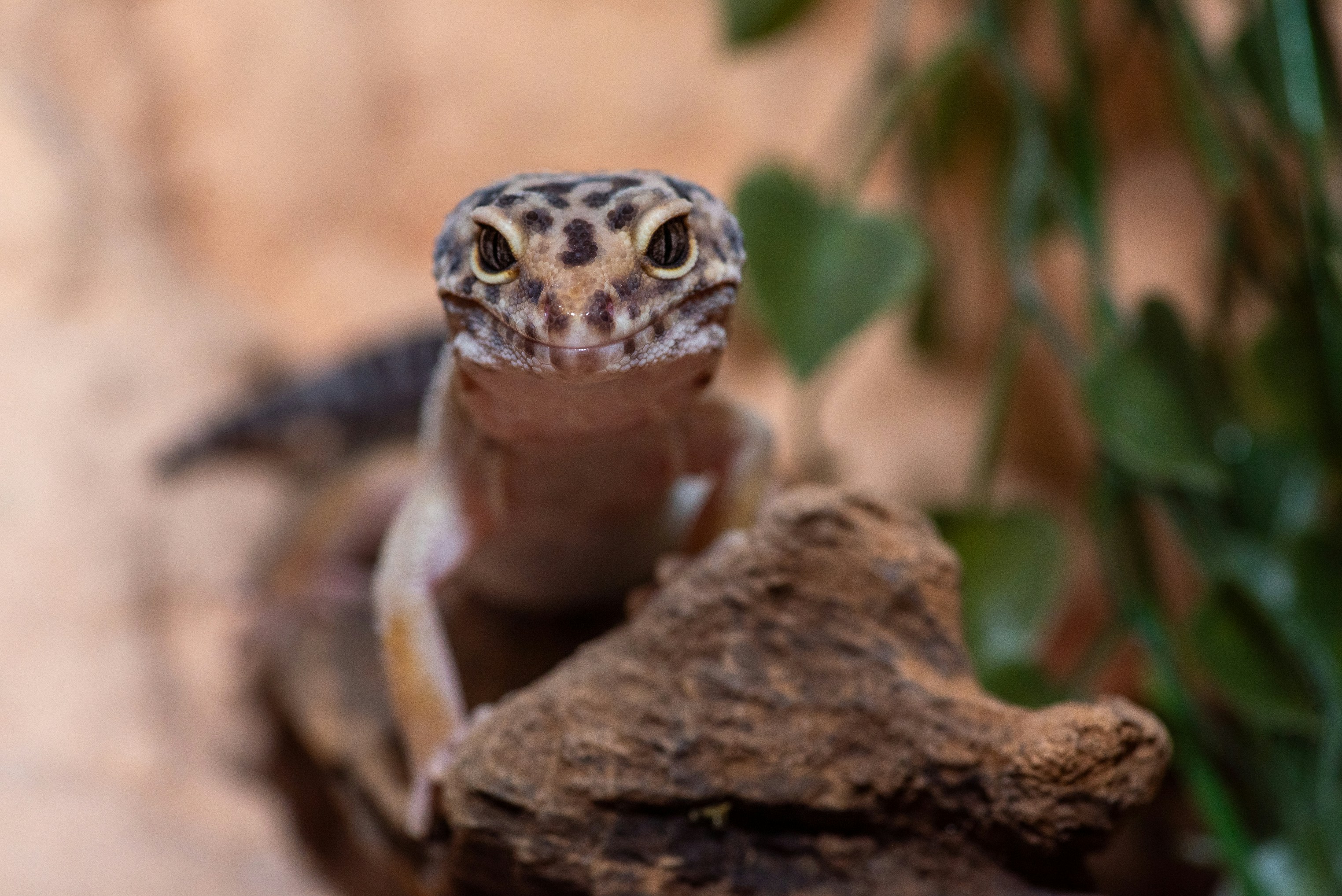 A leopard gecko looks directly at the camera. photo – Free Wild animal ...