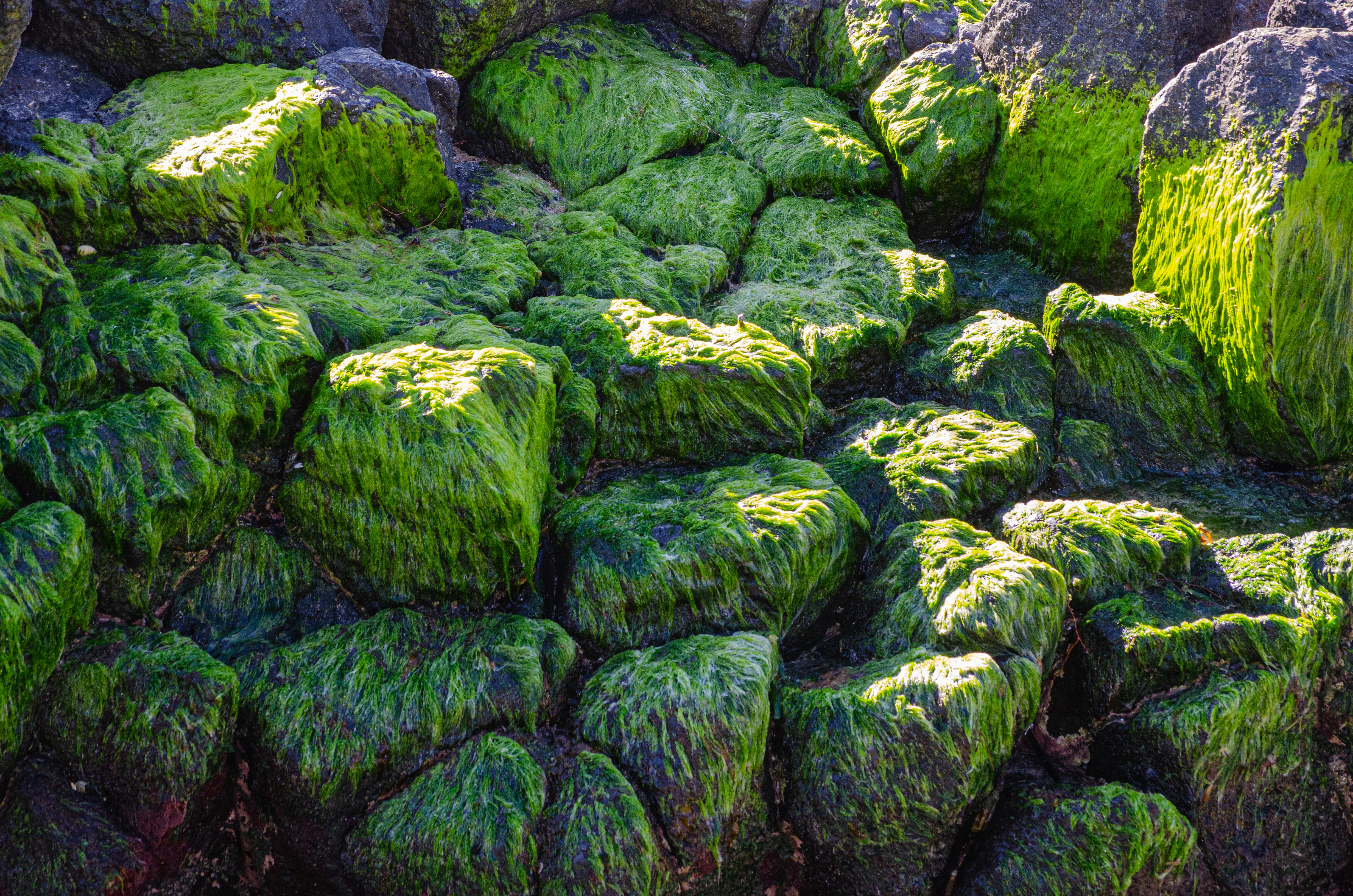 Green moss covers large rocks on a sunny day.