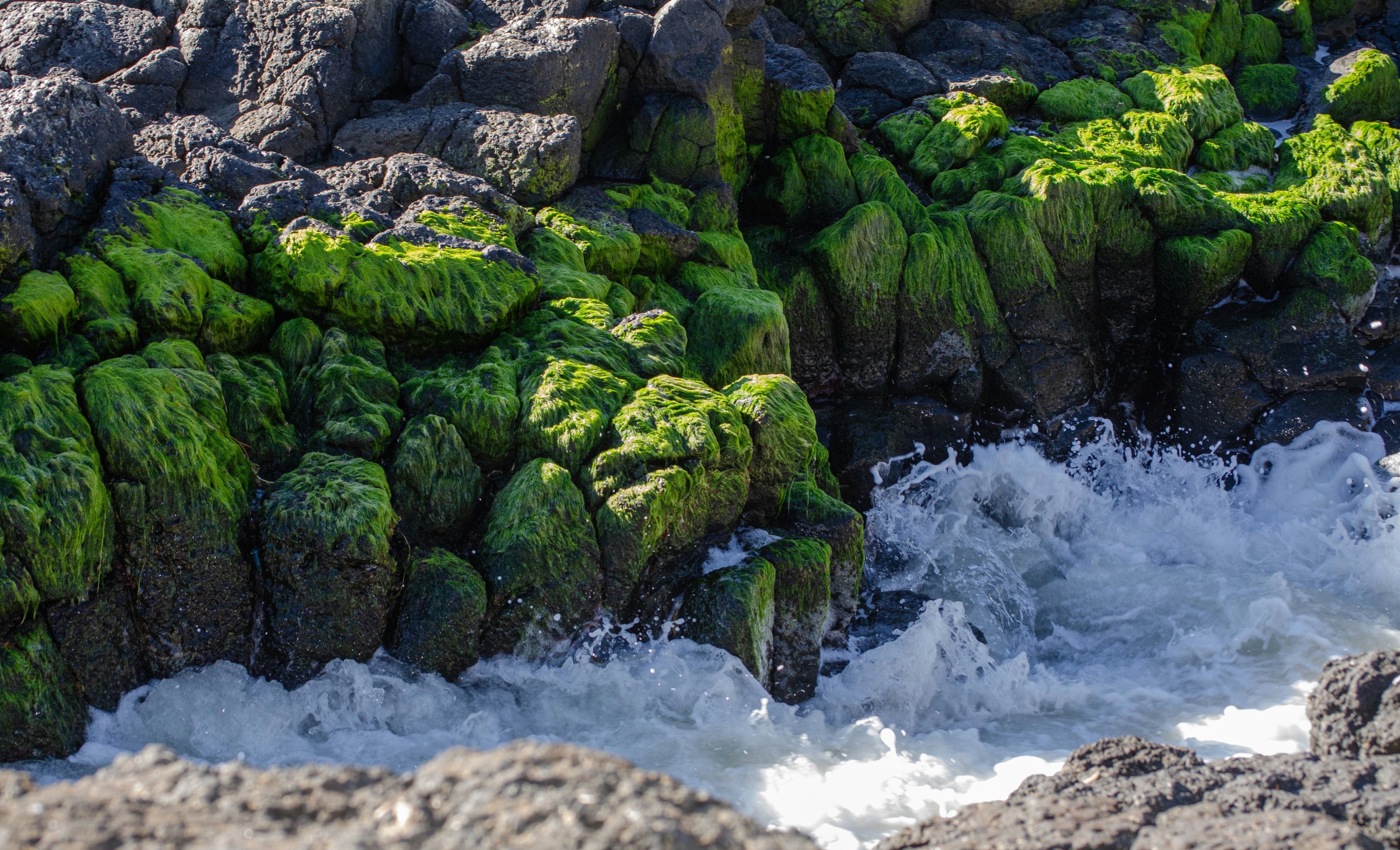 Waves crash against moss-covered rocks on the coast.