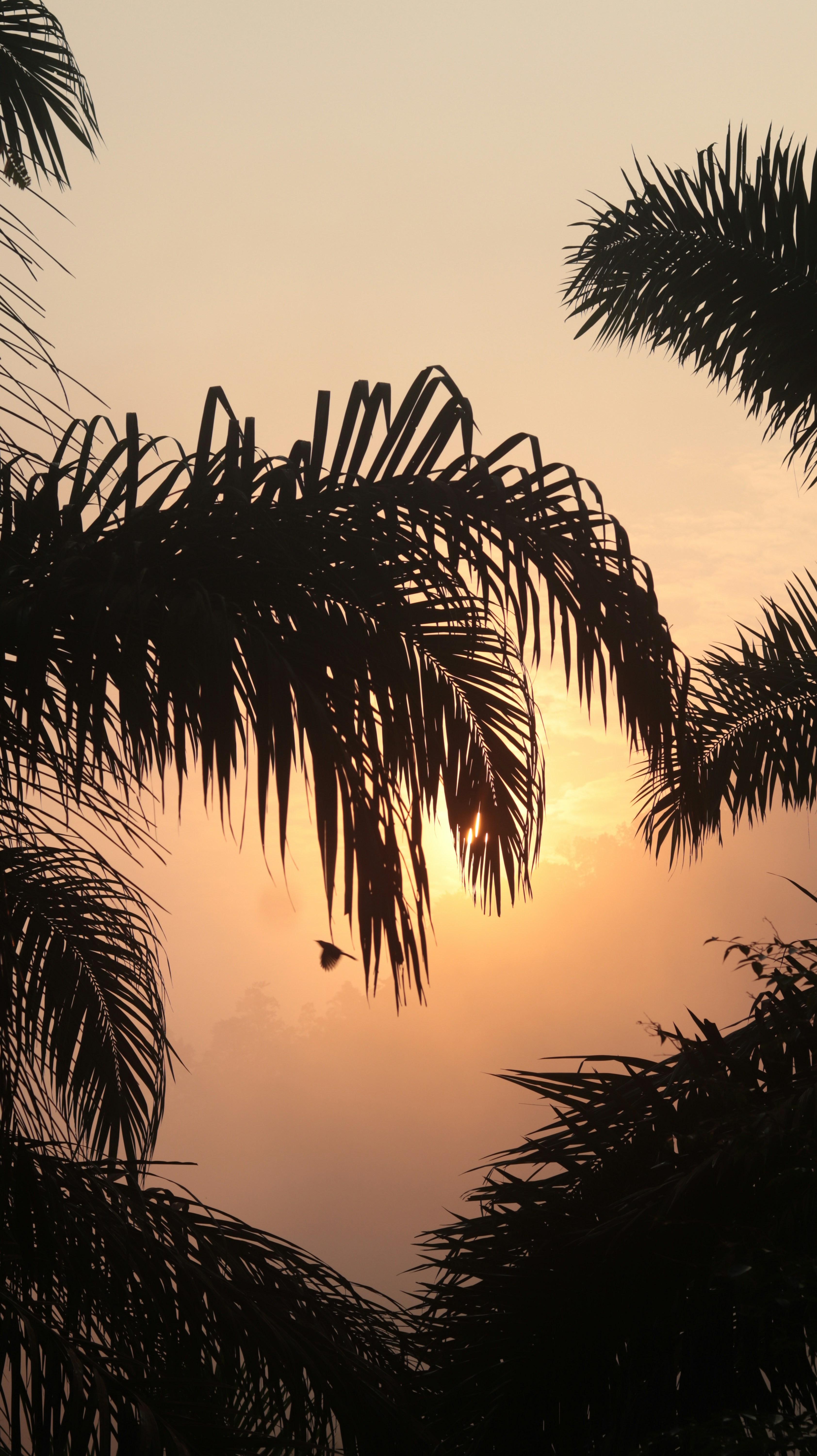 Photo by bryandarrickpangedi