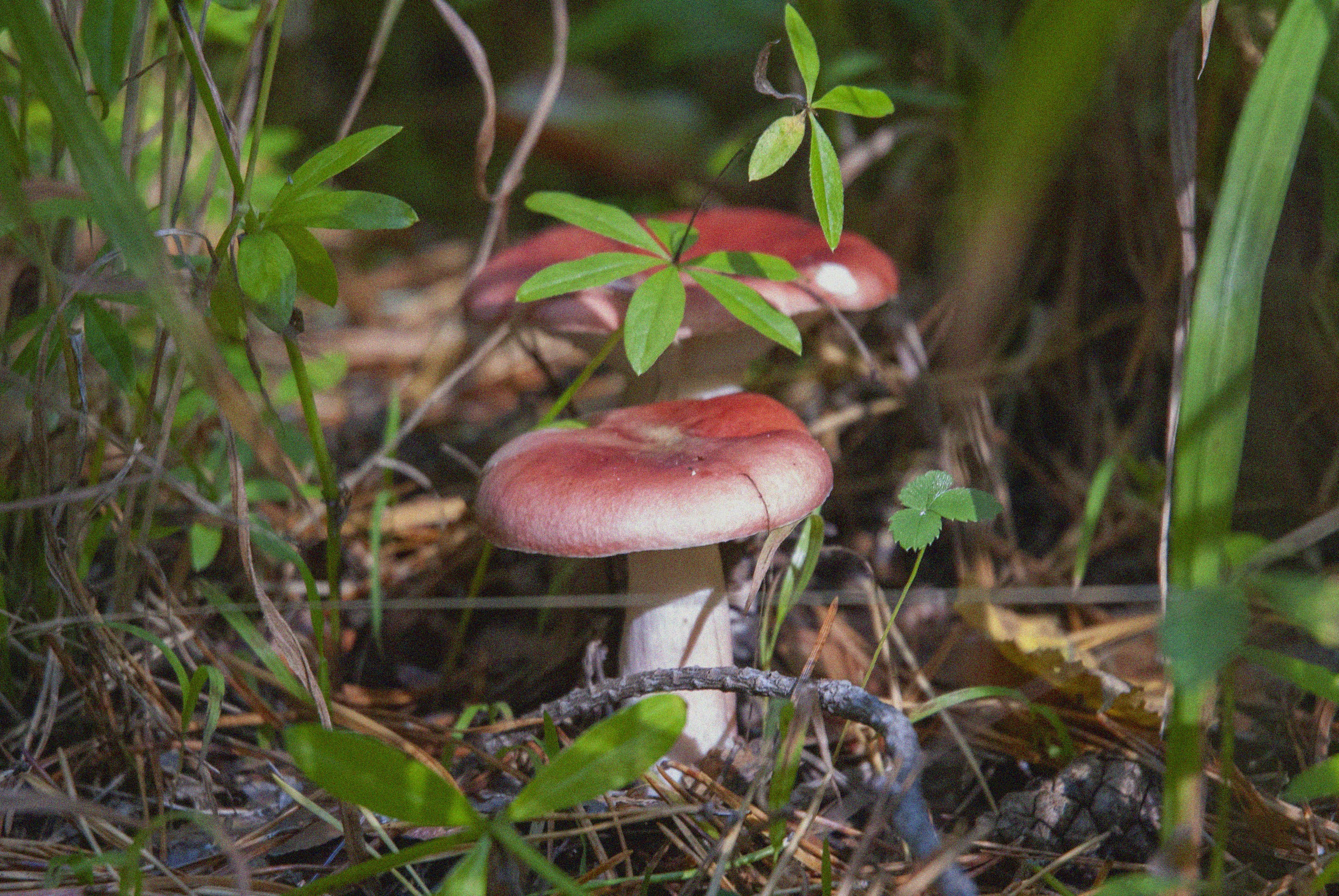 Two red mushrooms grow in a forest setting.