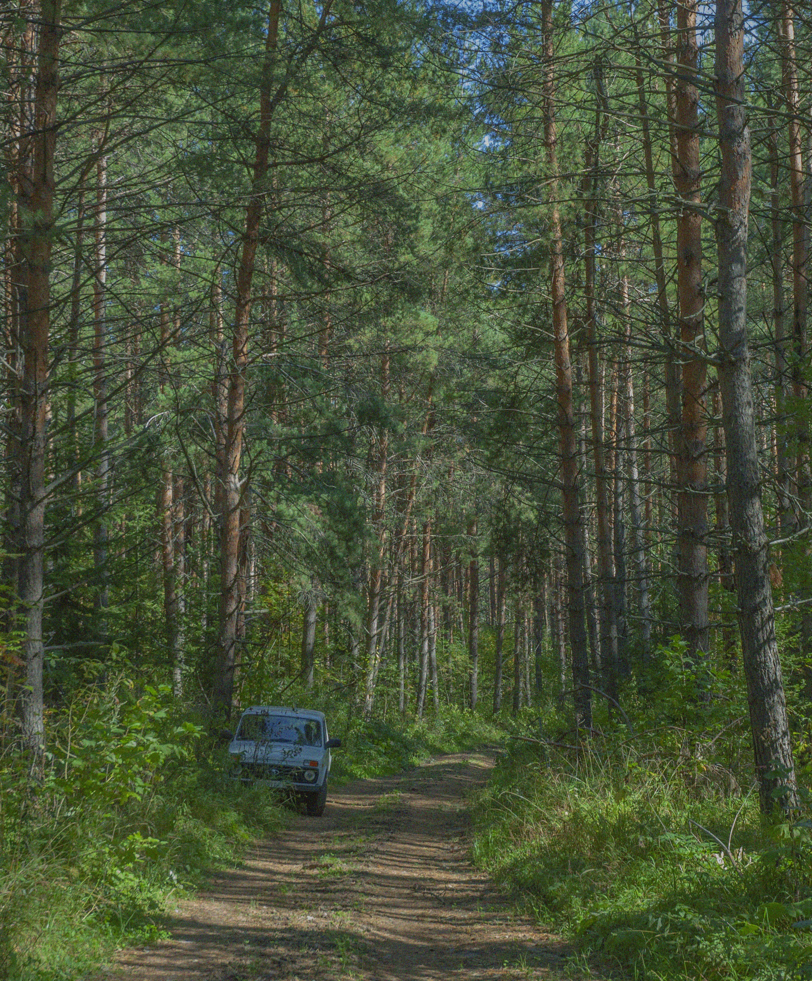 Car parked on a dirt road through a pine forest
