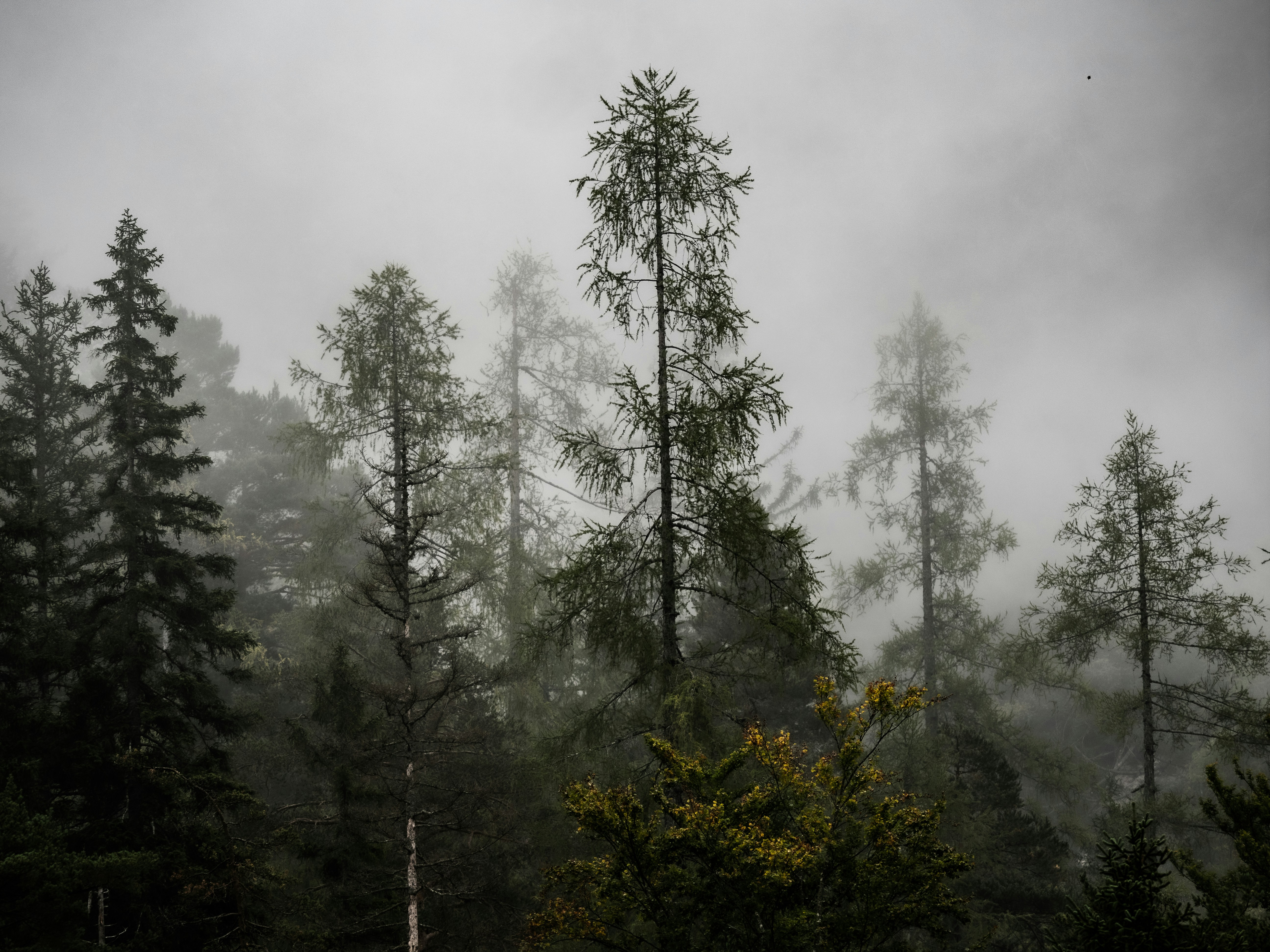 Photo by gopitri_prem