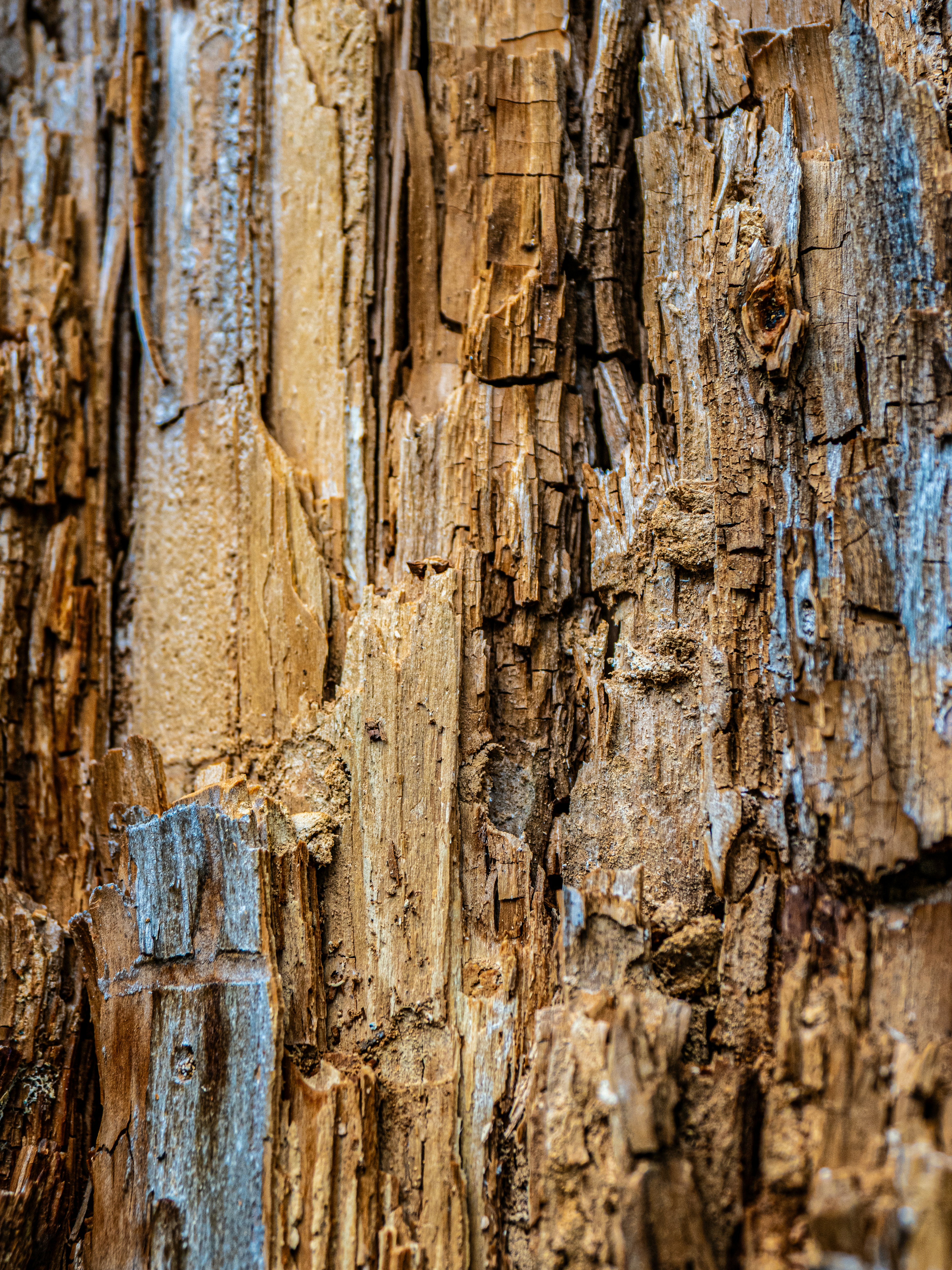 Photo by gopitri_prem