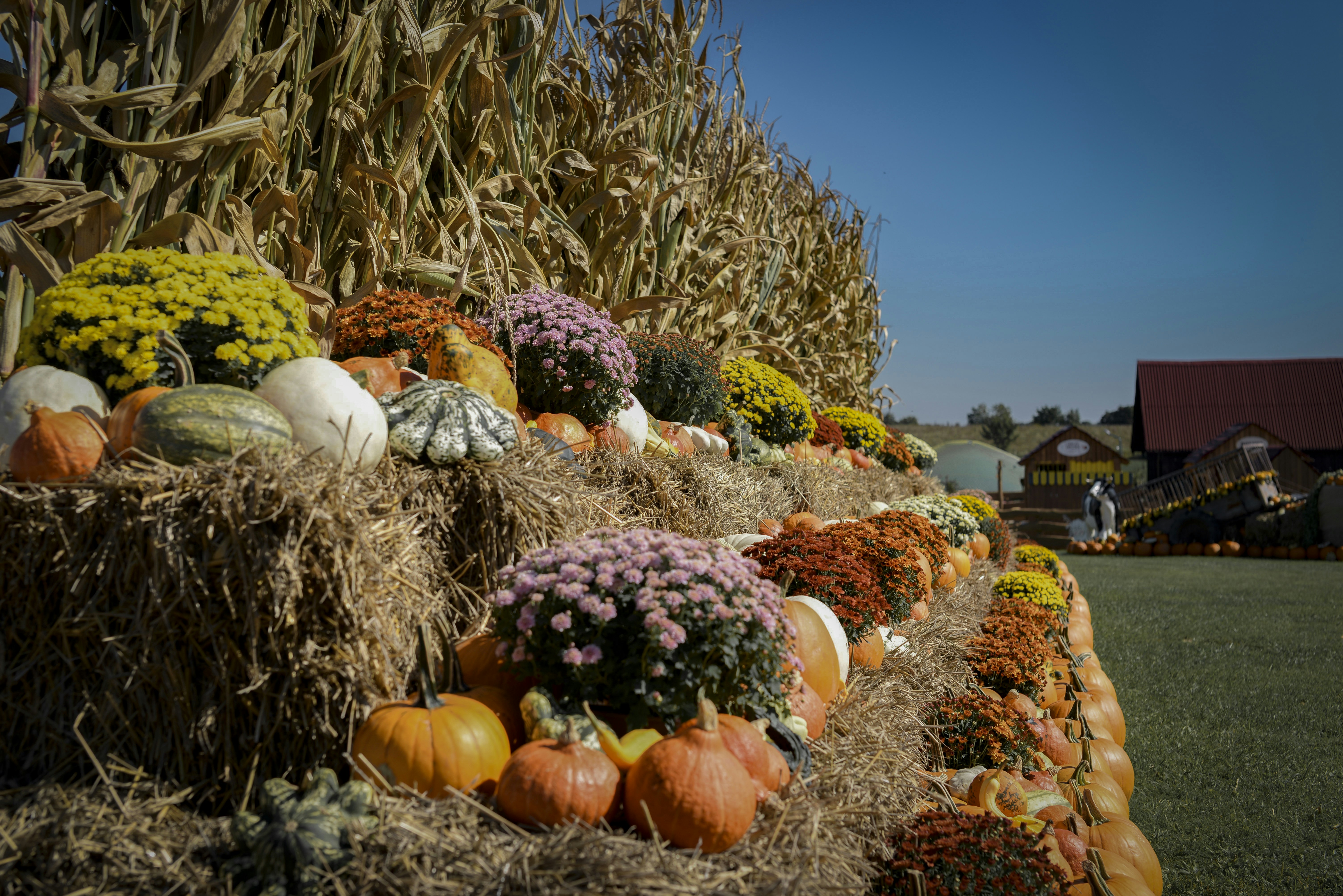 Fall celebration