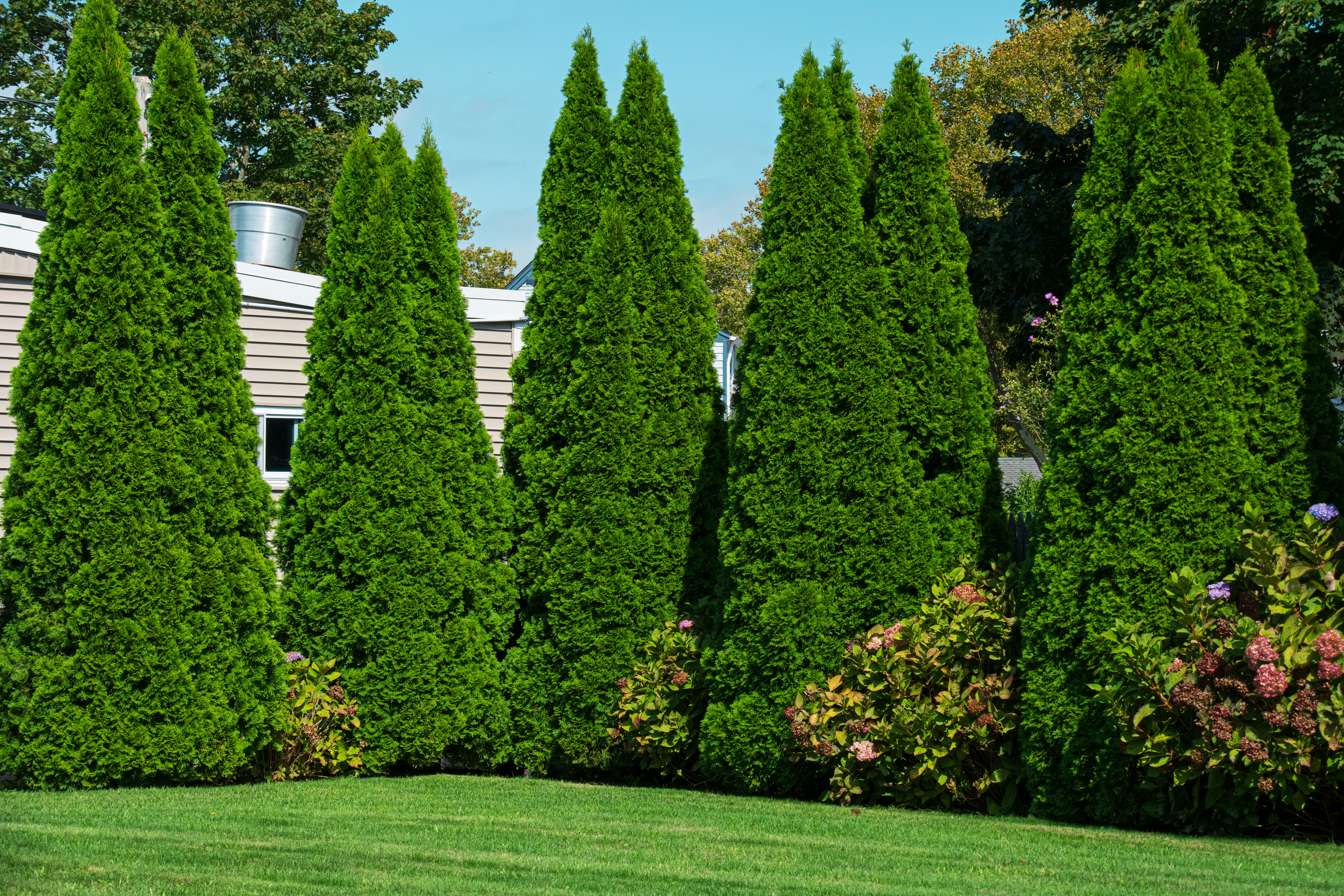 Fortino's Landscaping's image