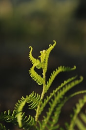 A bright green fern frond unfurling in sunlight.