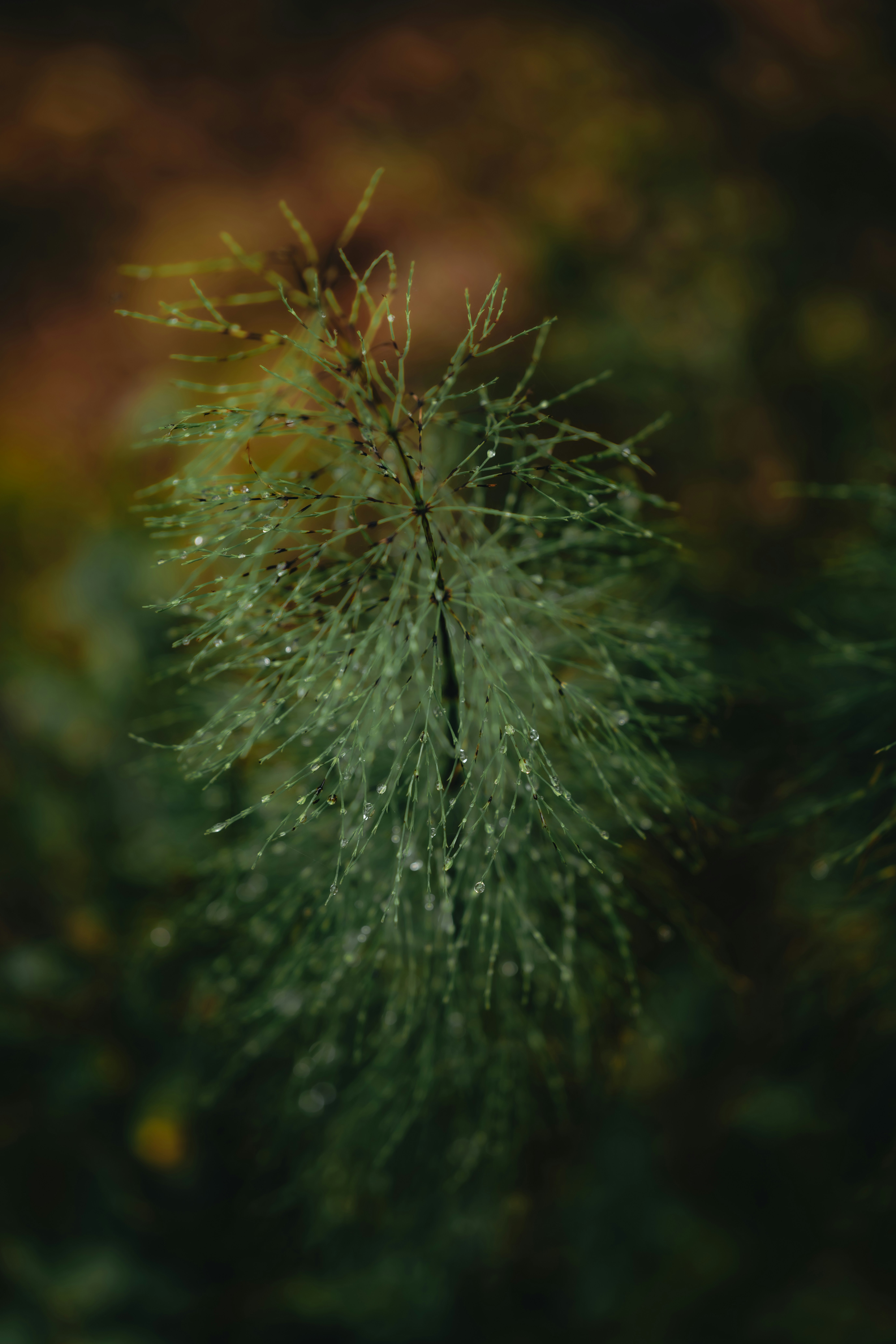 Photo by kristapsungurs