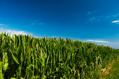 Green cornfield under a bright blue sky