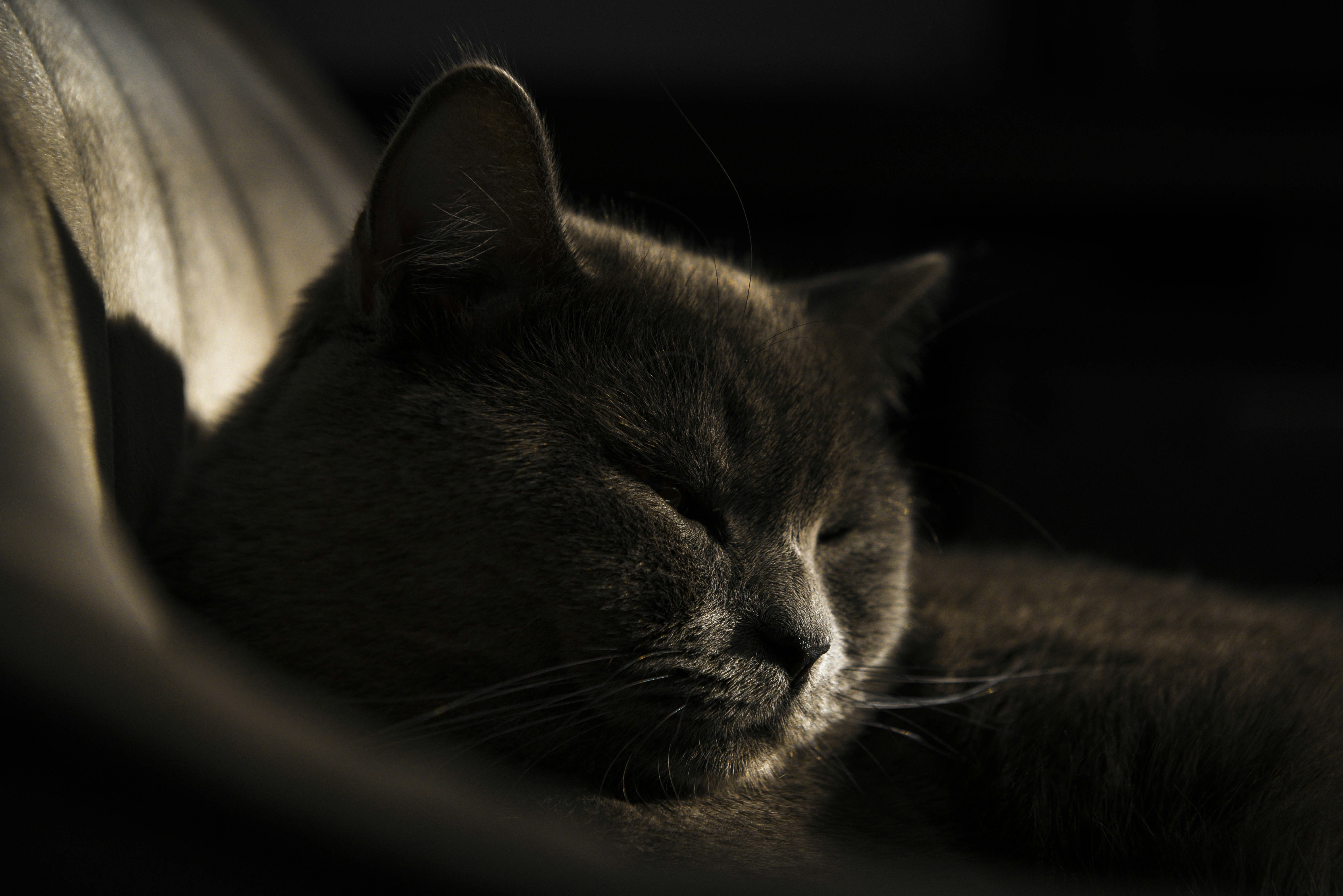 Photo by berlioz_froggy