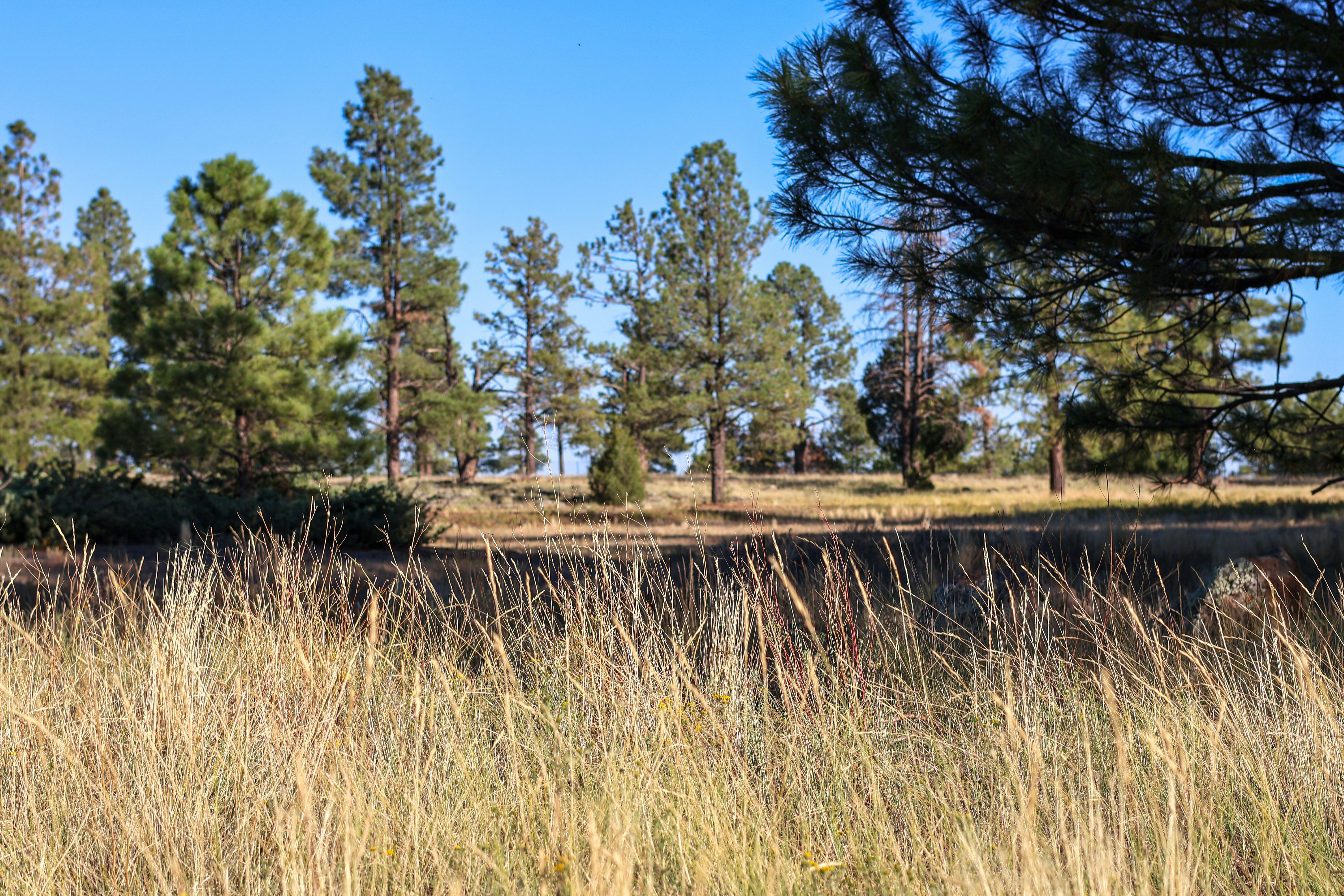 Tall dry grass in foreground with pine trees beyond.