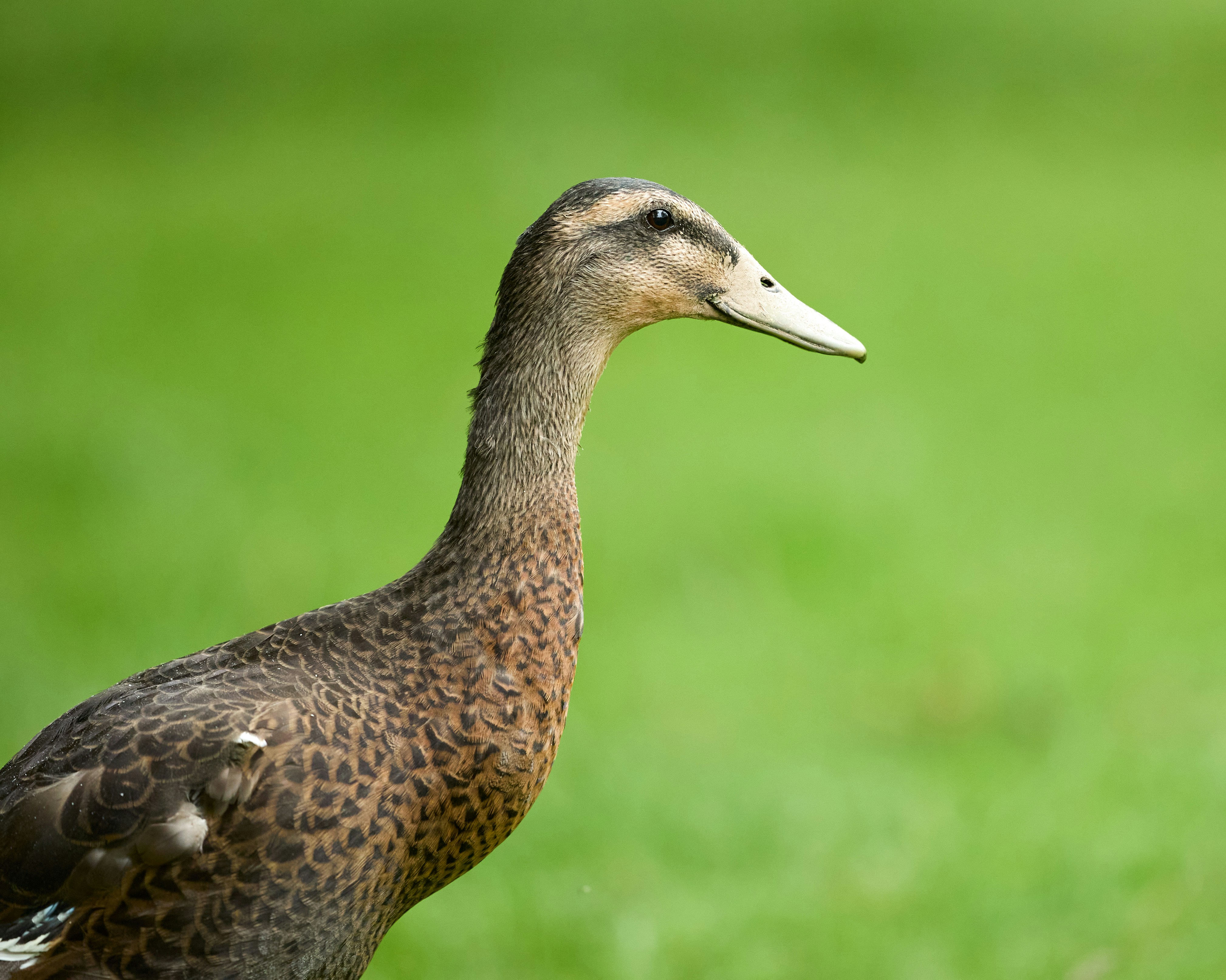 Photo by erwinbosman