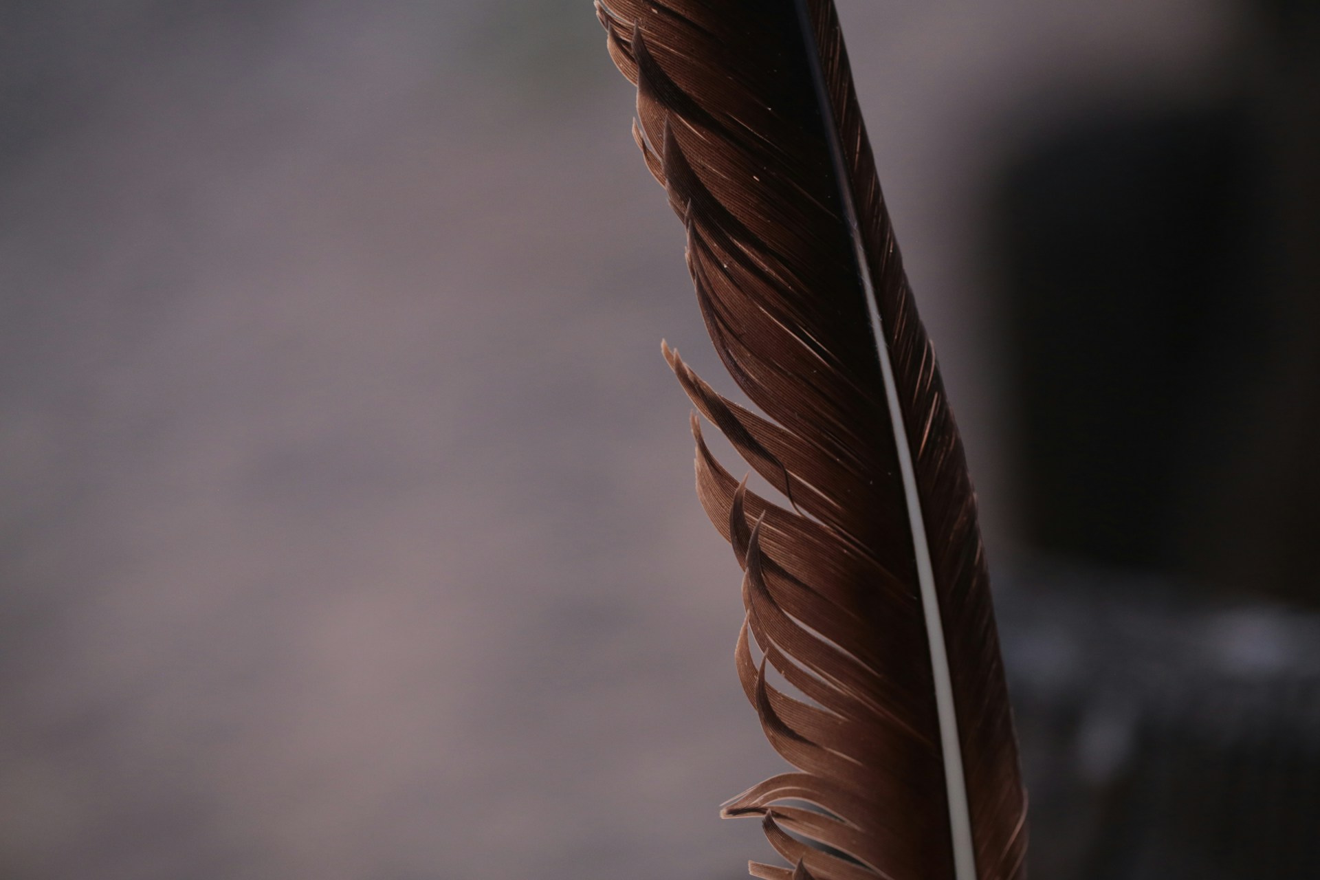 A close-up of a brown feather with a white stem