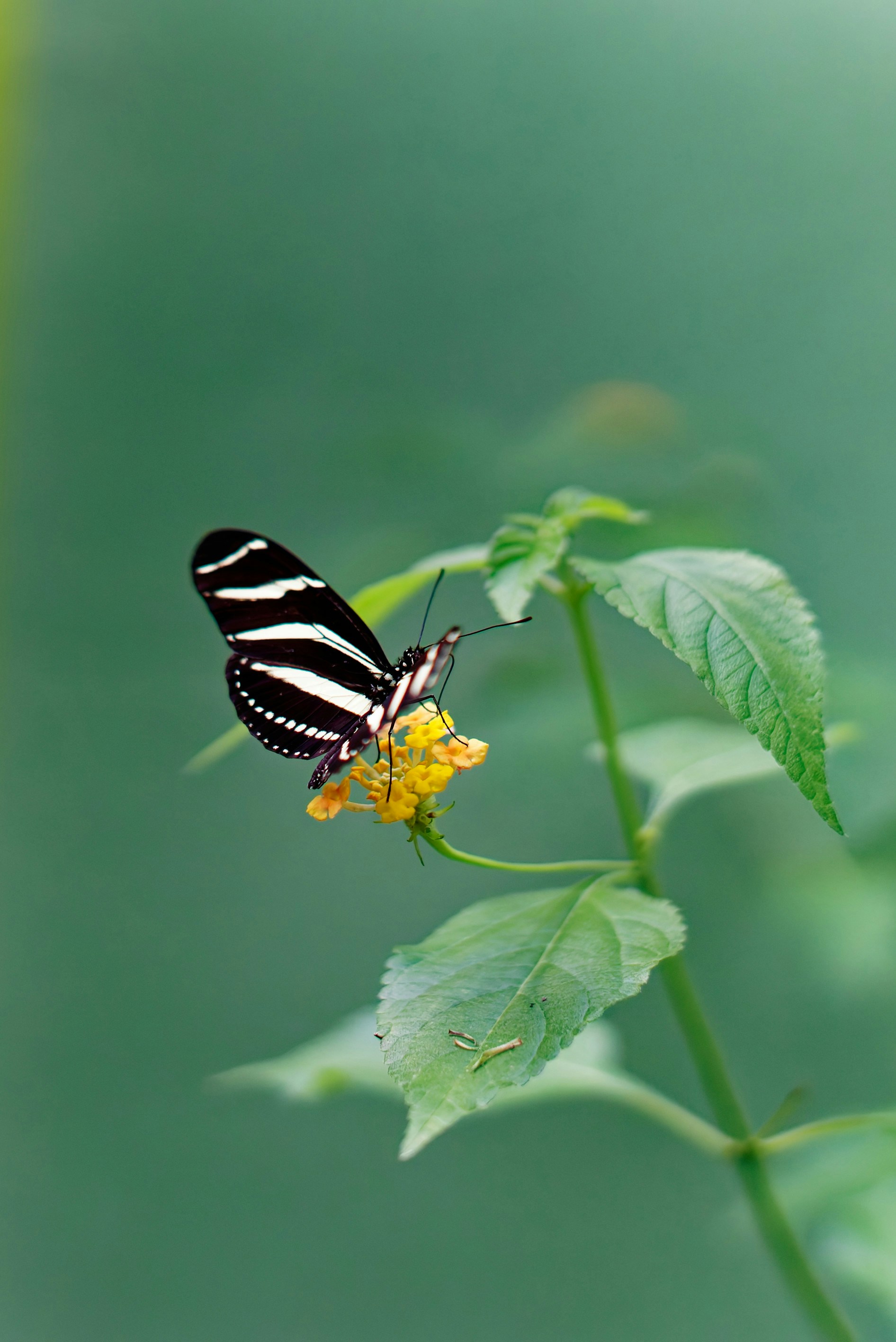 シマウマ蝶は黄色い花の上に休んでいます。