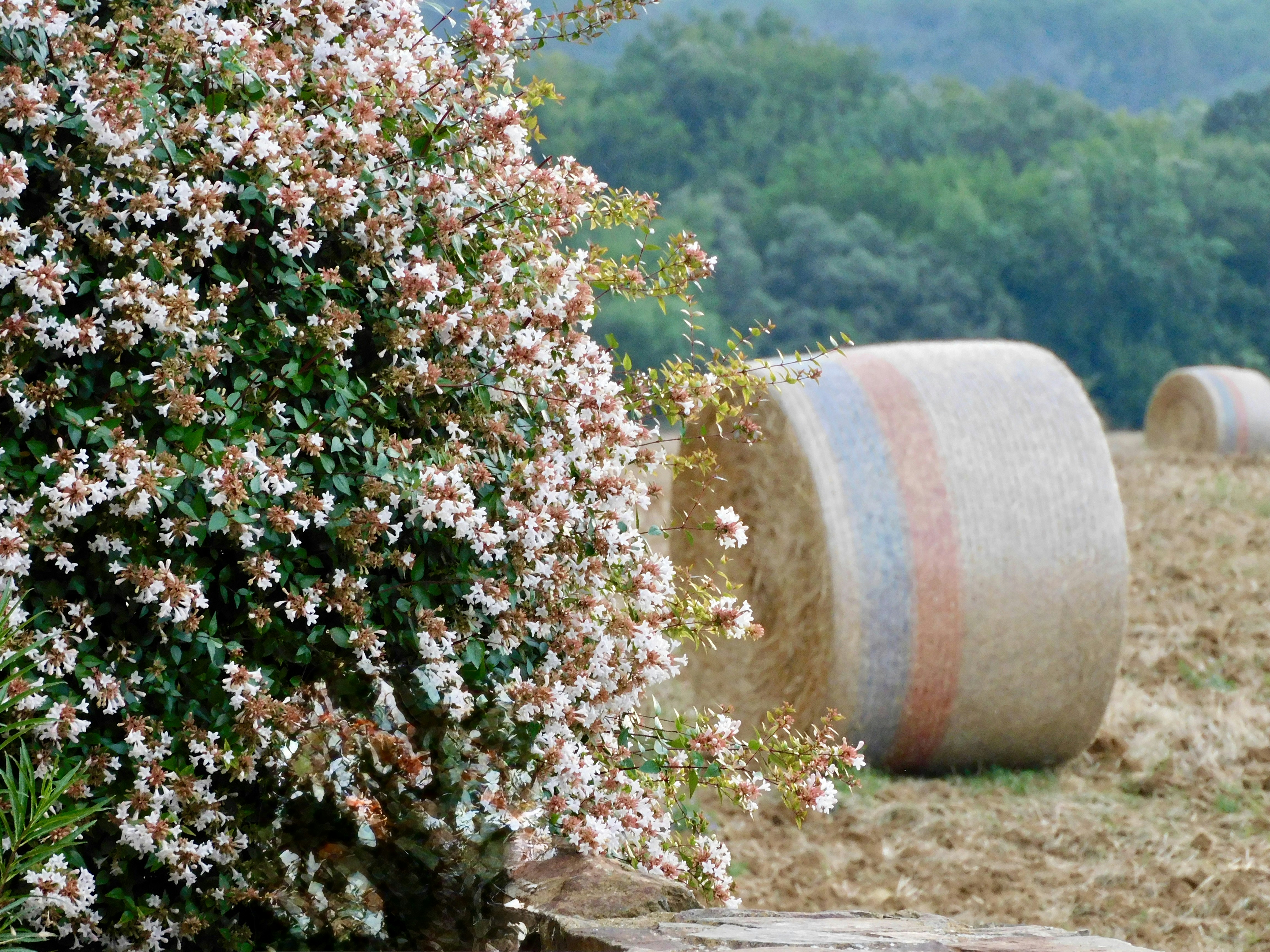 Hay bales in a field with blooming bushes.