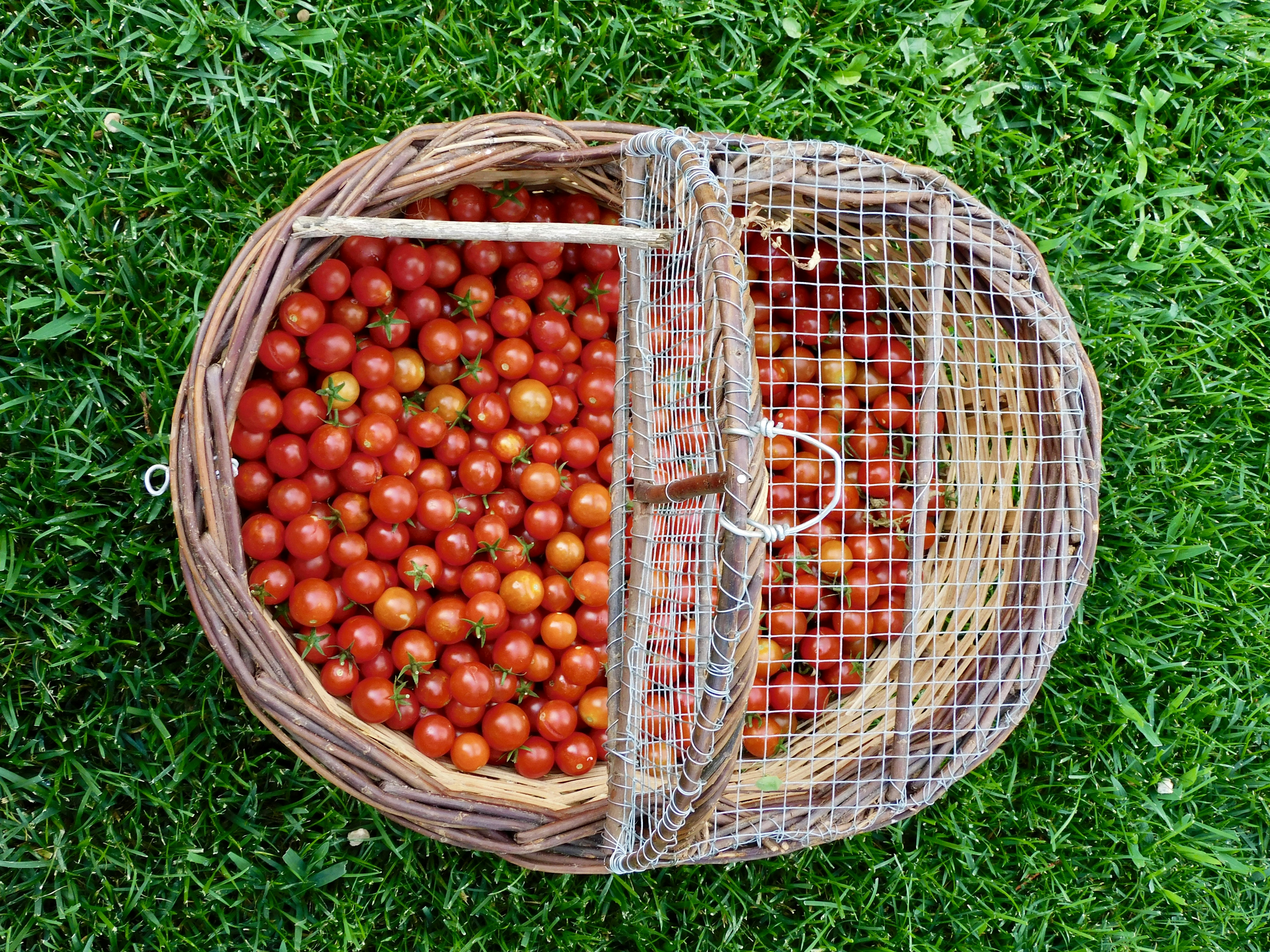 Basket overflowing with ripe cherry tomatoes on grass