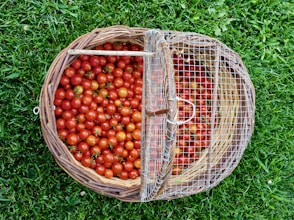 Basket overflowing with ripe cherry tomatoes on grass