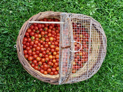 Basket overflowing with ripe cherry tomatoes on grass