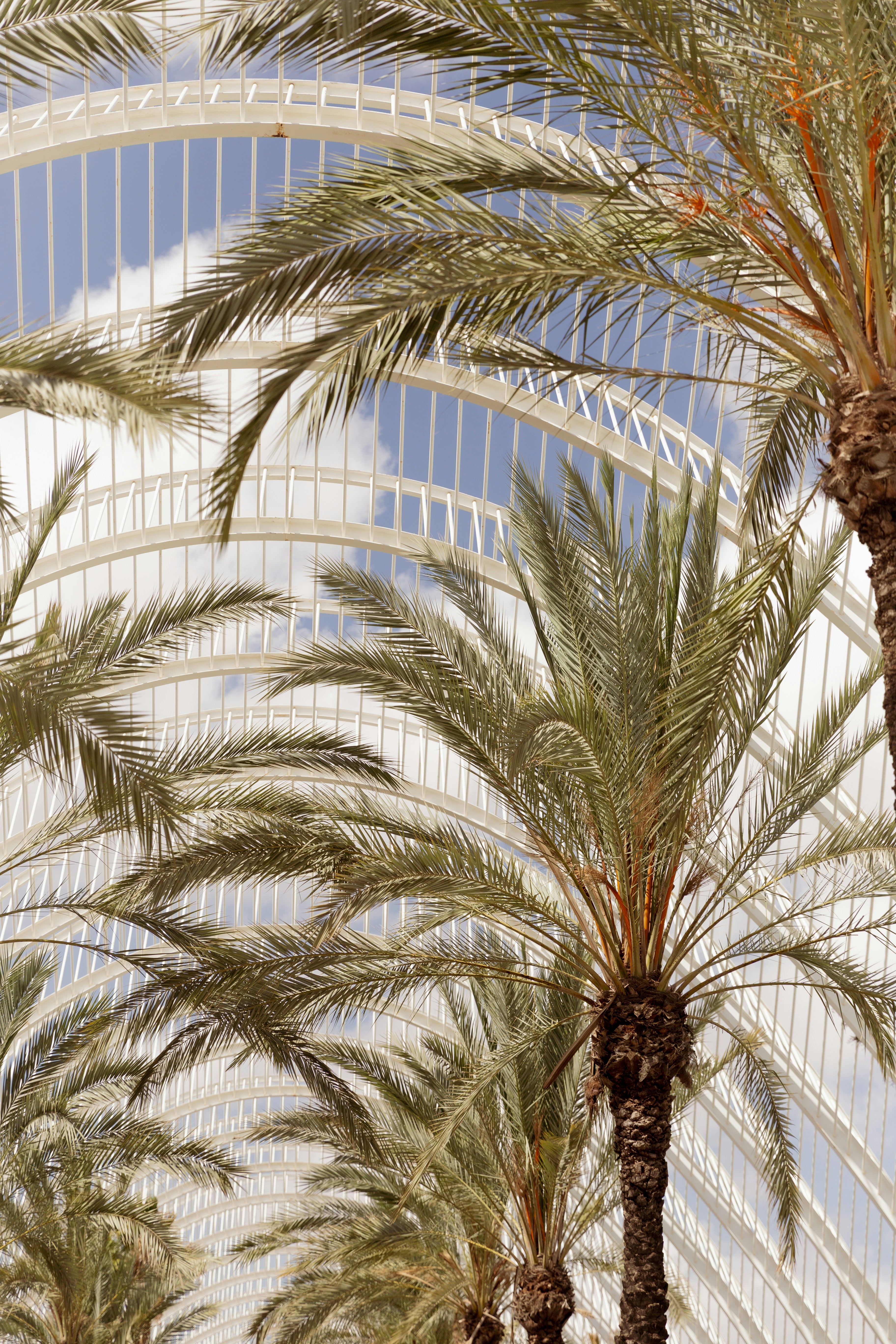 Palm trees against a modern glass structure