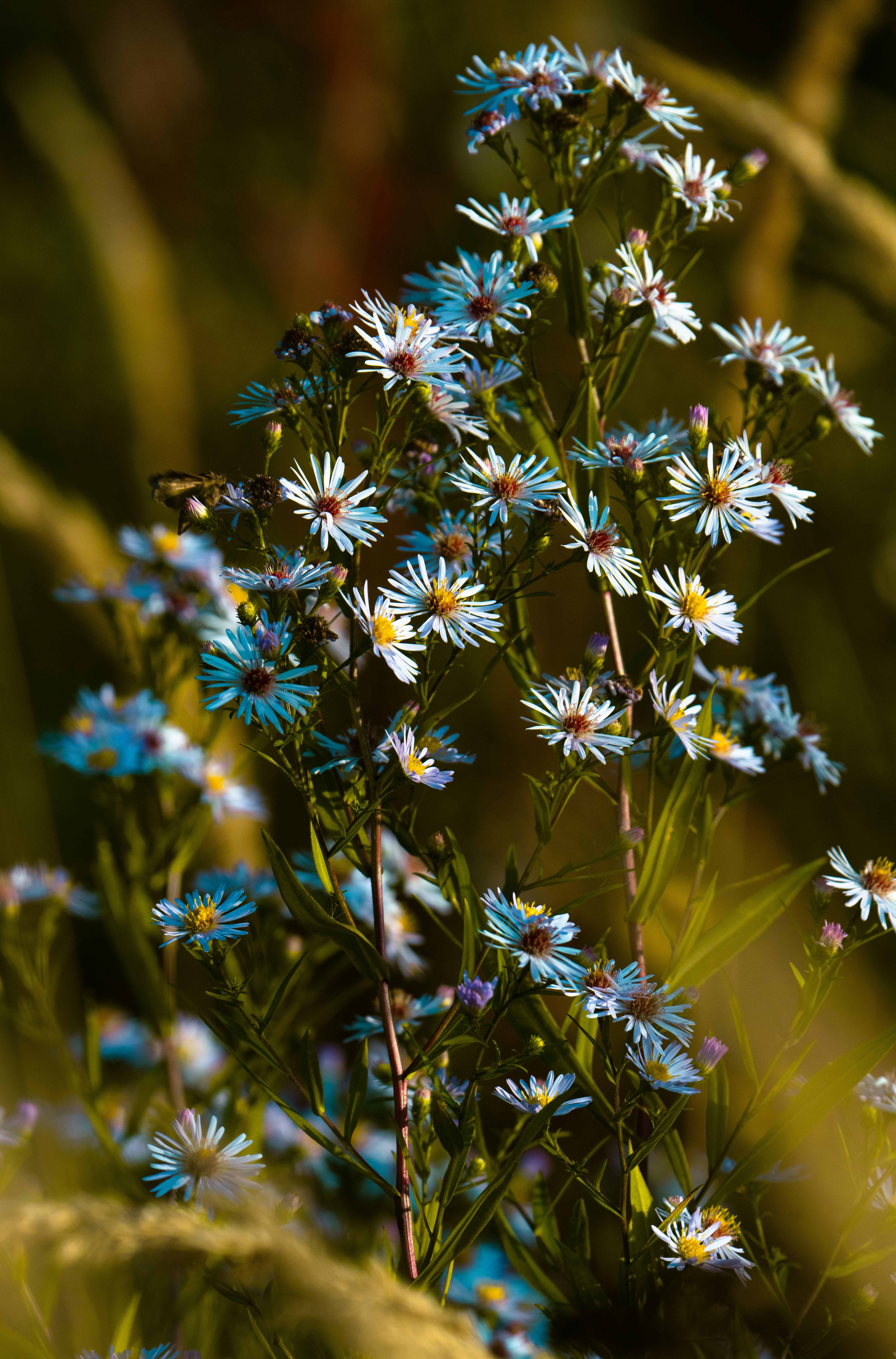 Photo by hellaren