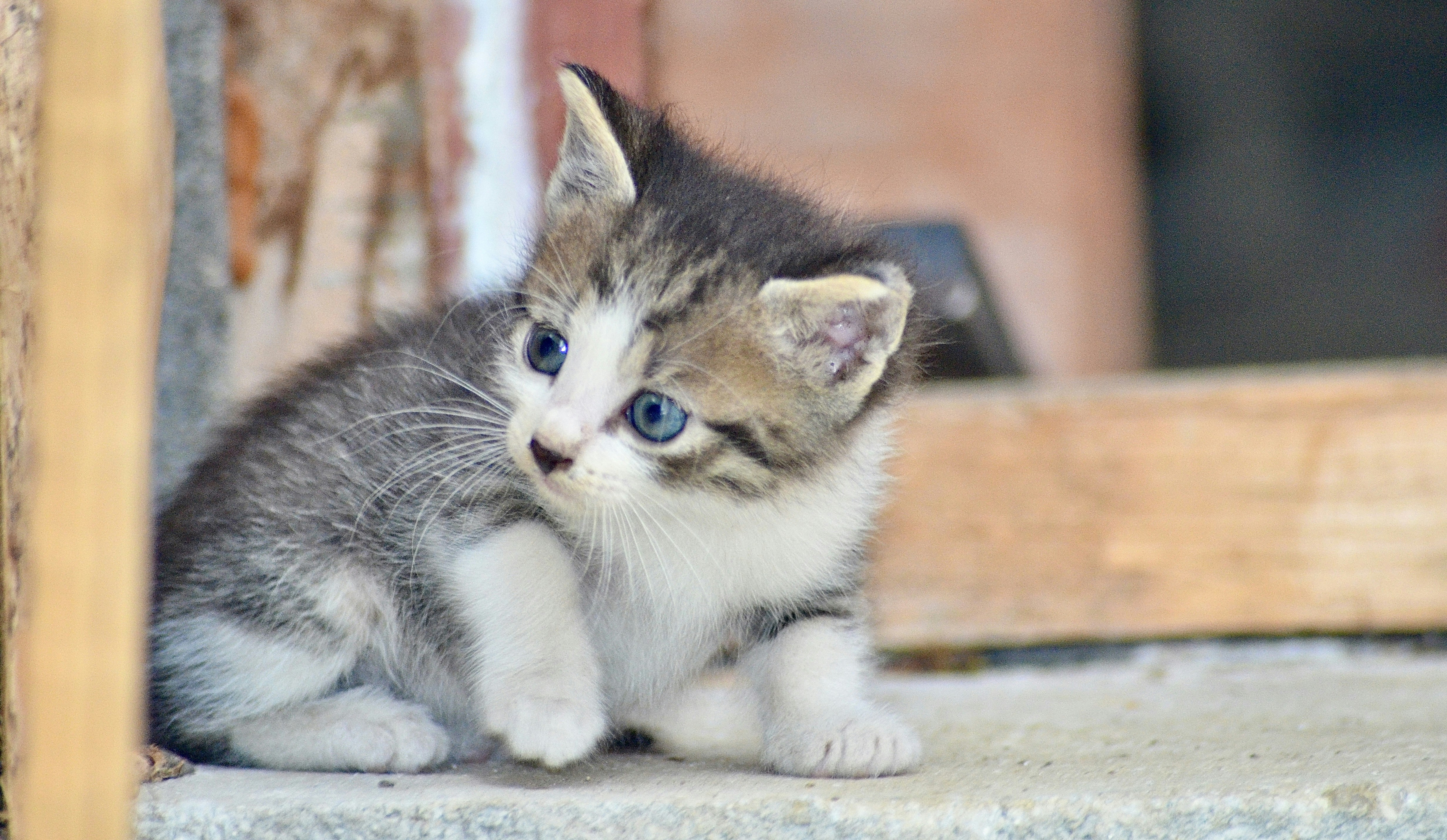 Metti in mostra gli occhi azzurri del tuo gatto. : r/cats, image size:3000x1742