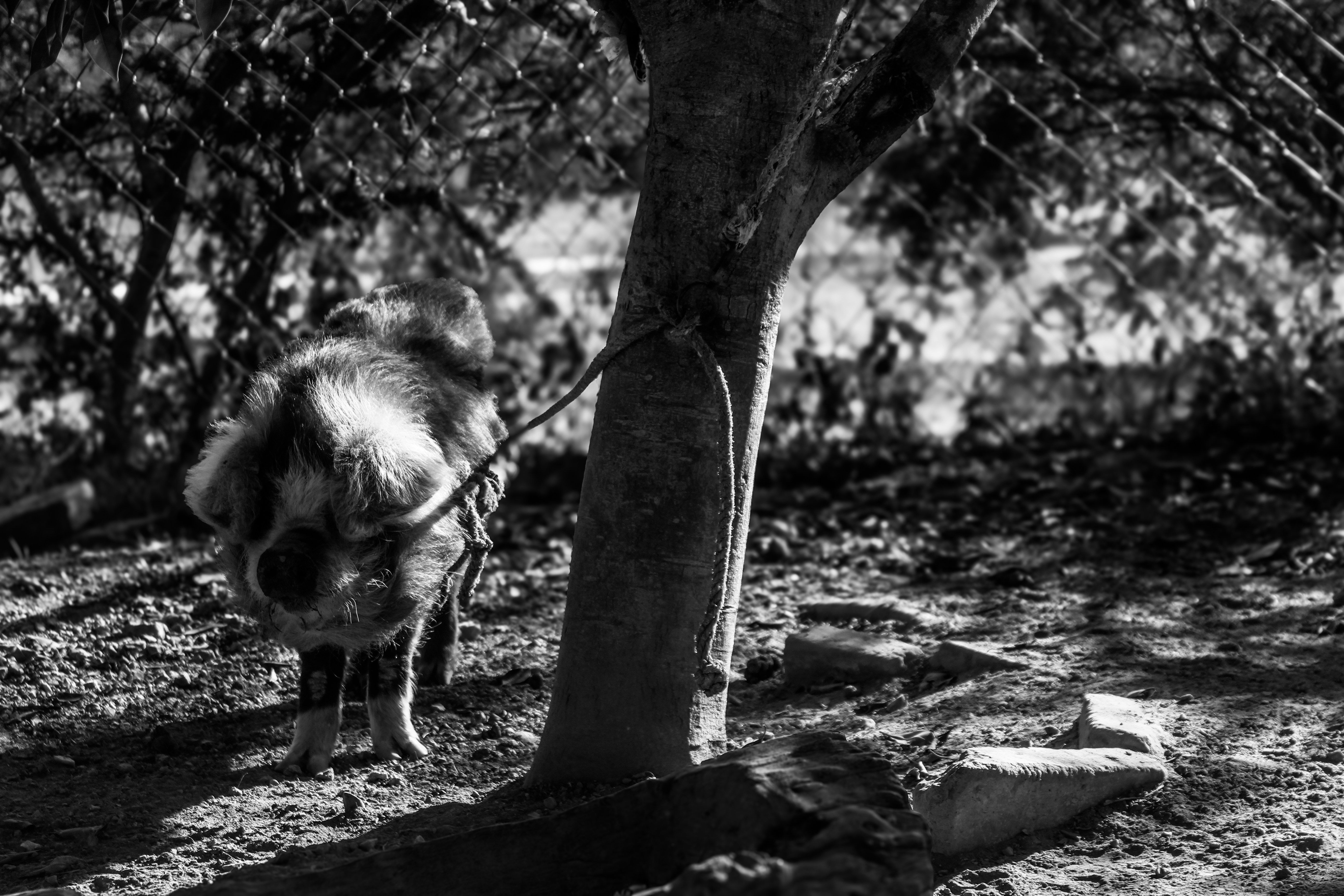 Photo by thalittlemarc