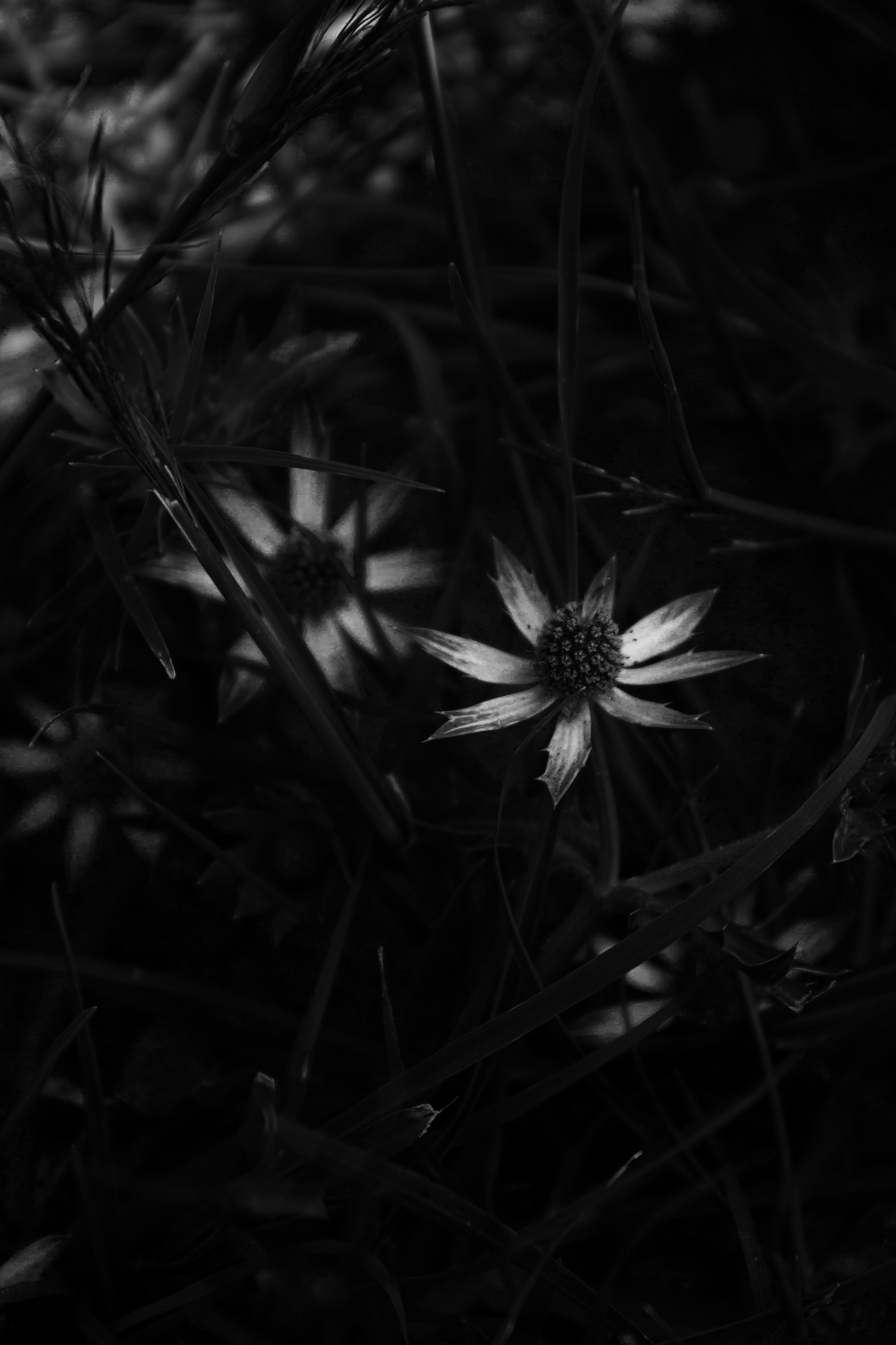 Photo by thalittlemarc